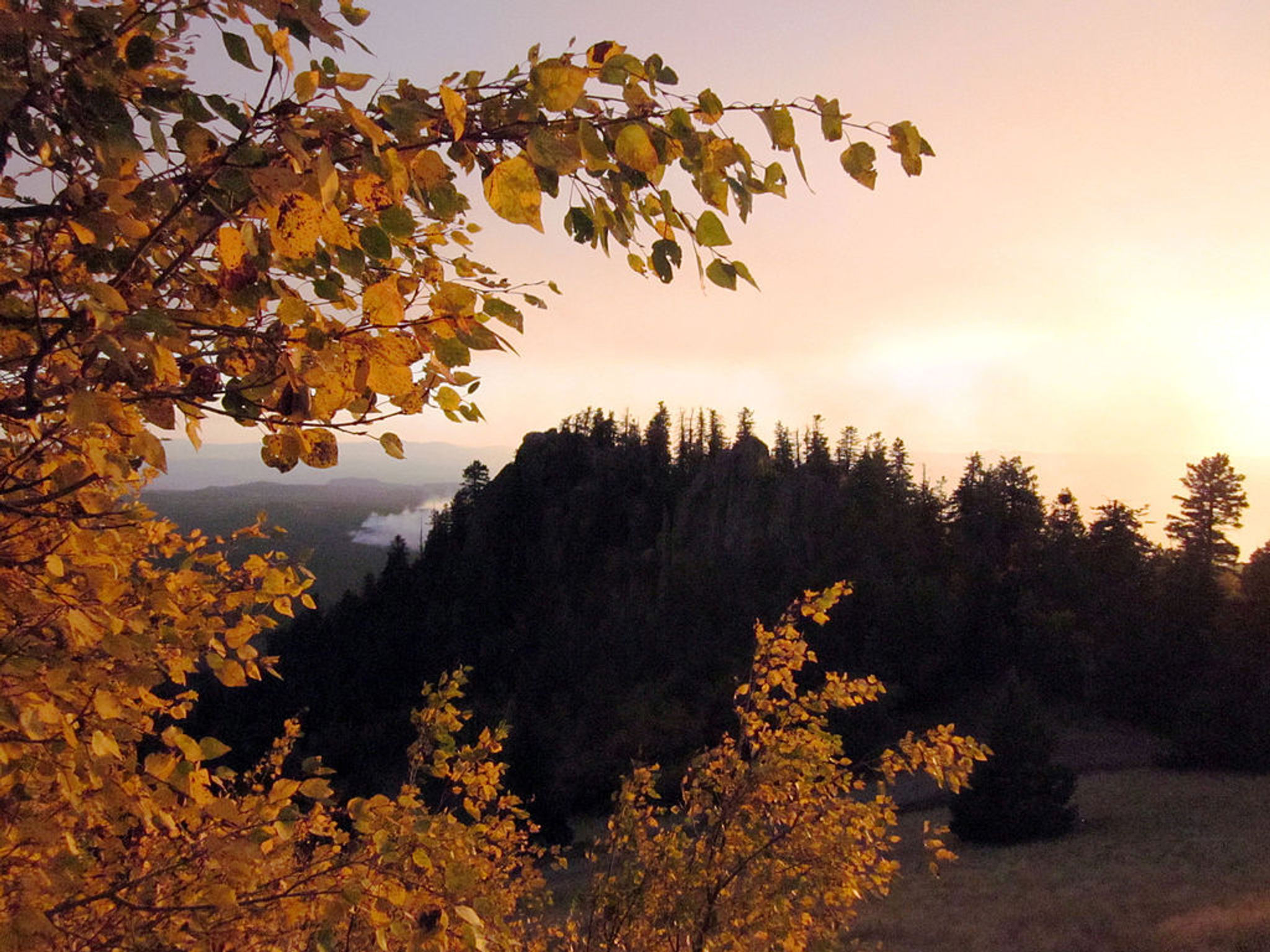 Evening light on the Aspens. Photo by USFS, SW Region, Kaibab NF.