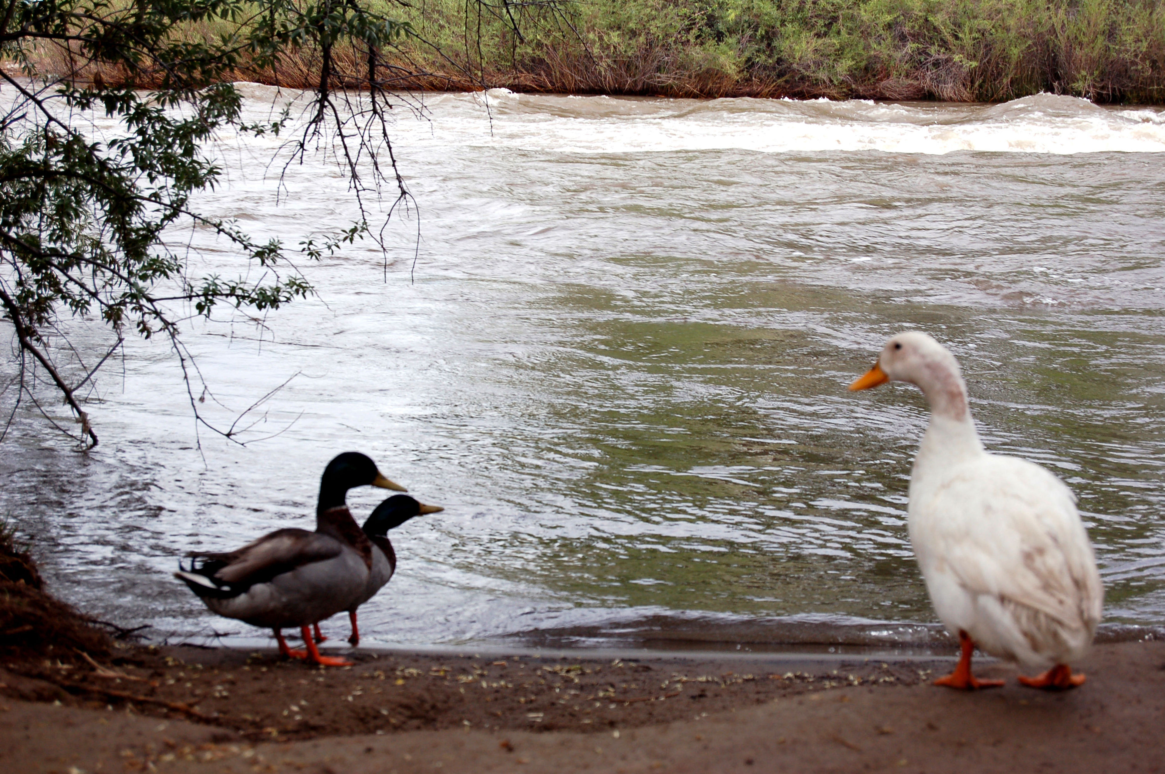 Who Are You: Resident wildlife . Photo by Jody Carman.