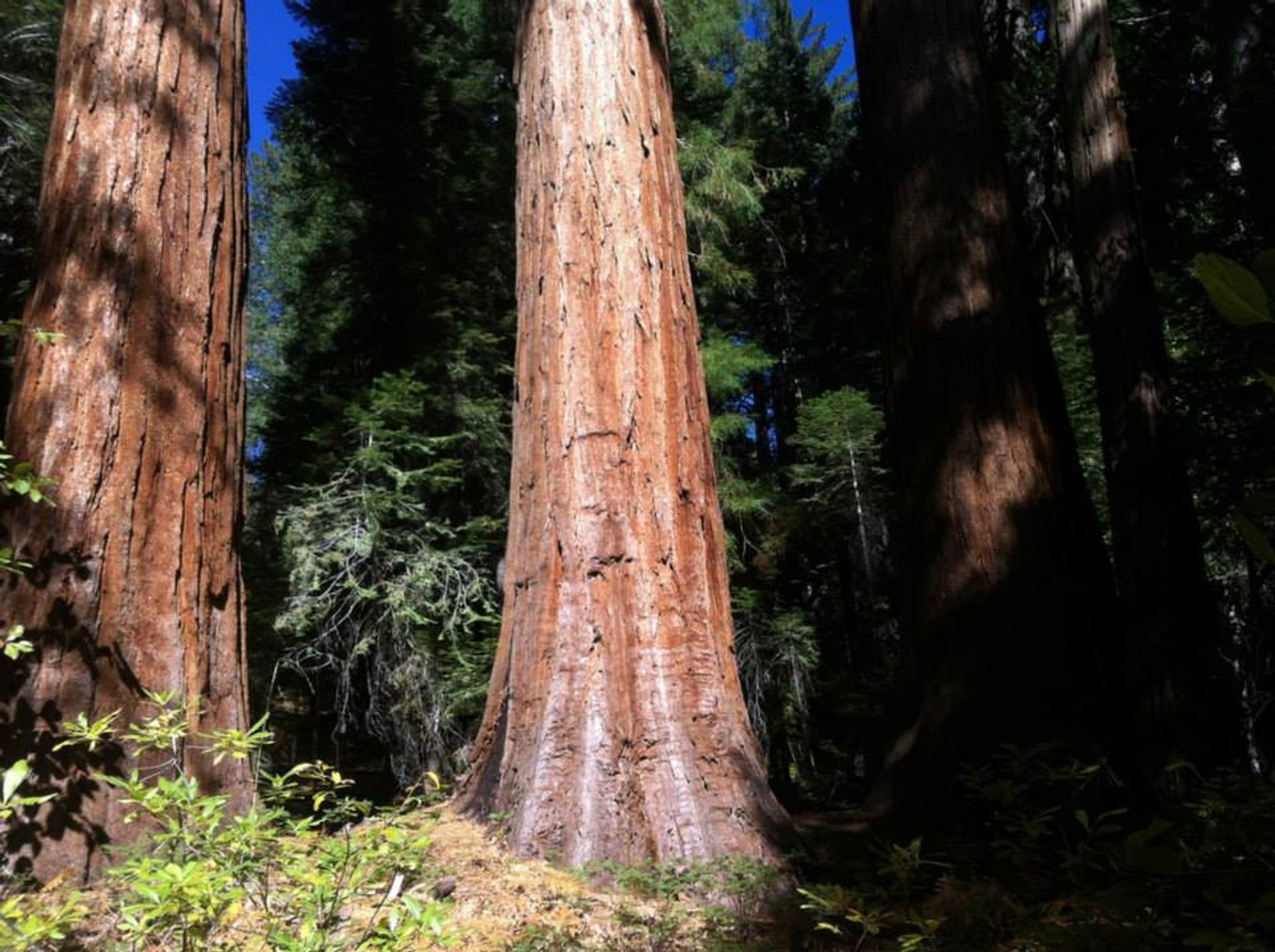 Placer Big Trees giant sequoia grove located outside of Foresthill, CA, on the Tahoe NF's American River Ranger District. Photo by USFS/Danielle Kelly.