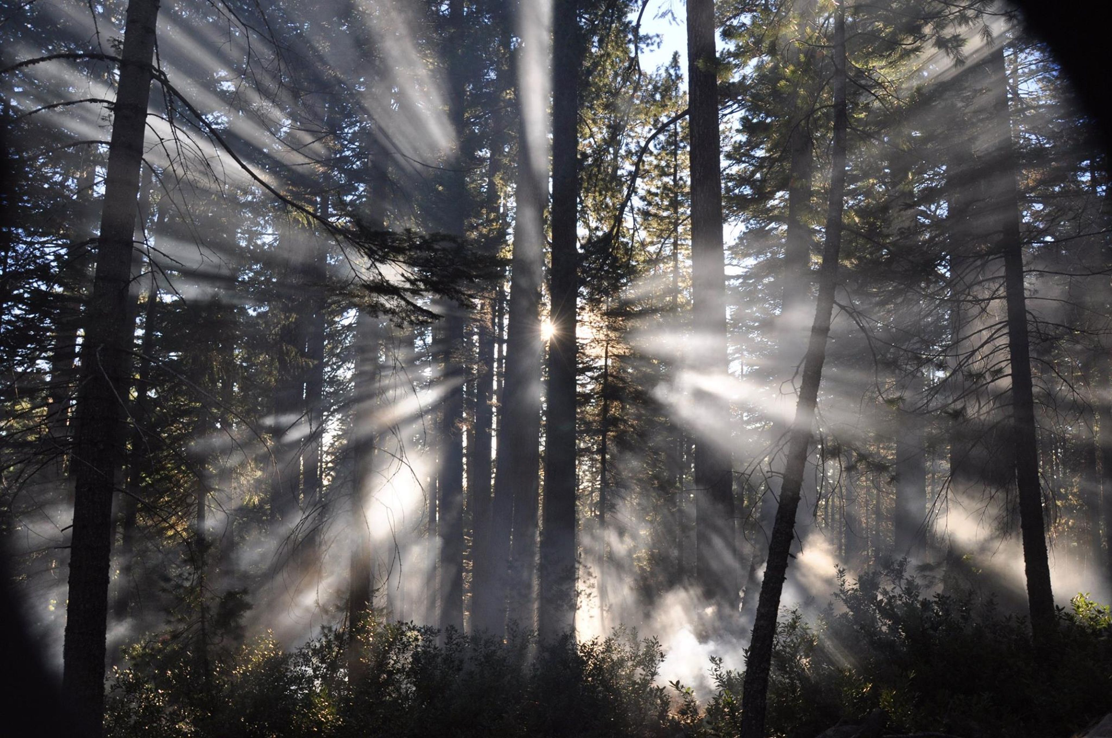 Smoke filters thru trees during a prescribed burn. Photo by USFS.