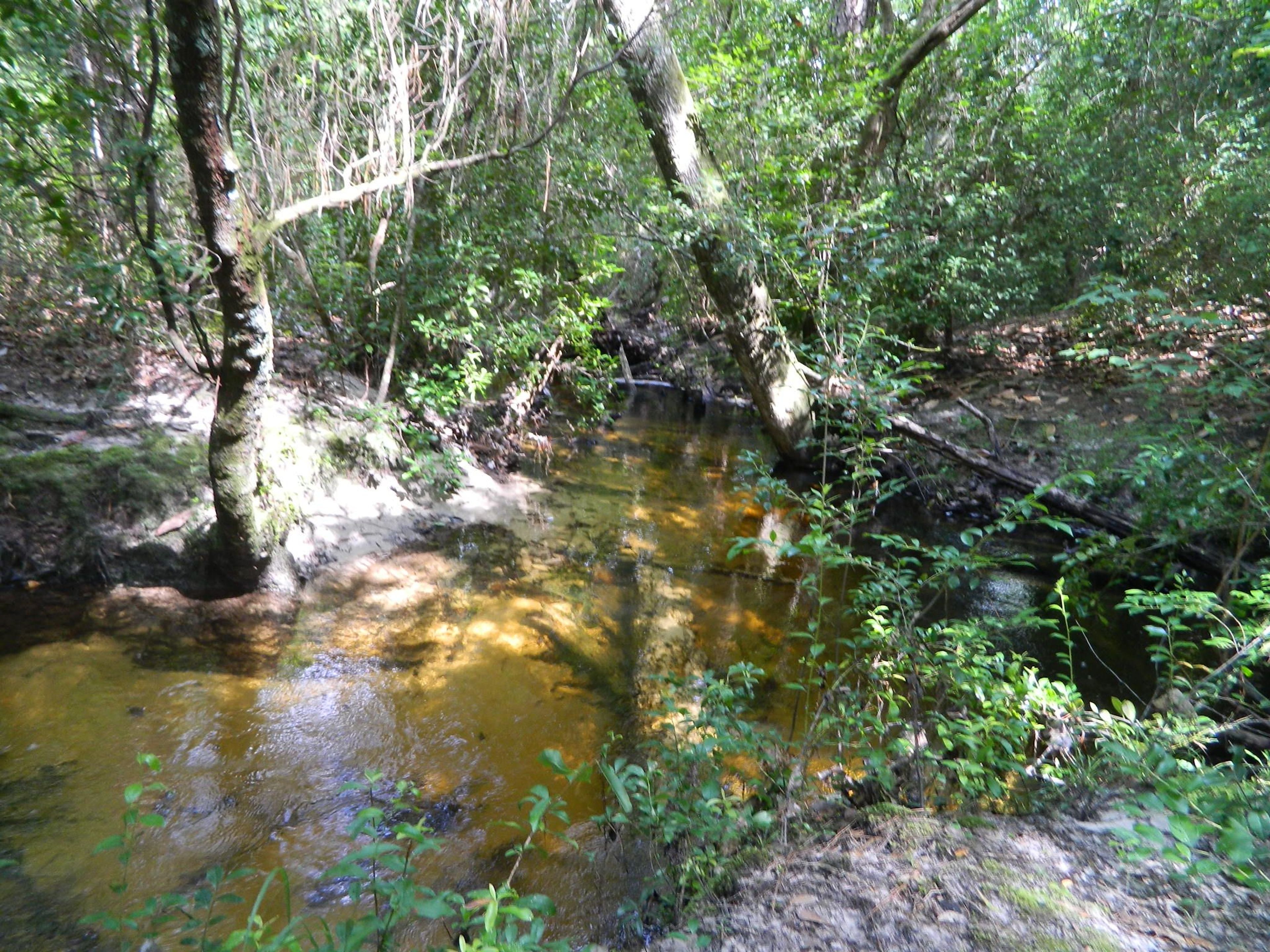 Mississippi's only federally designated Wild and Scenic River, Black Creek Wilderness Area, and hiking trail. Photo by USFS.