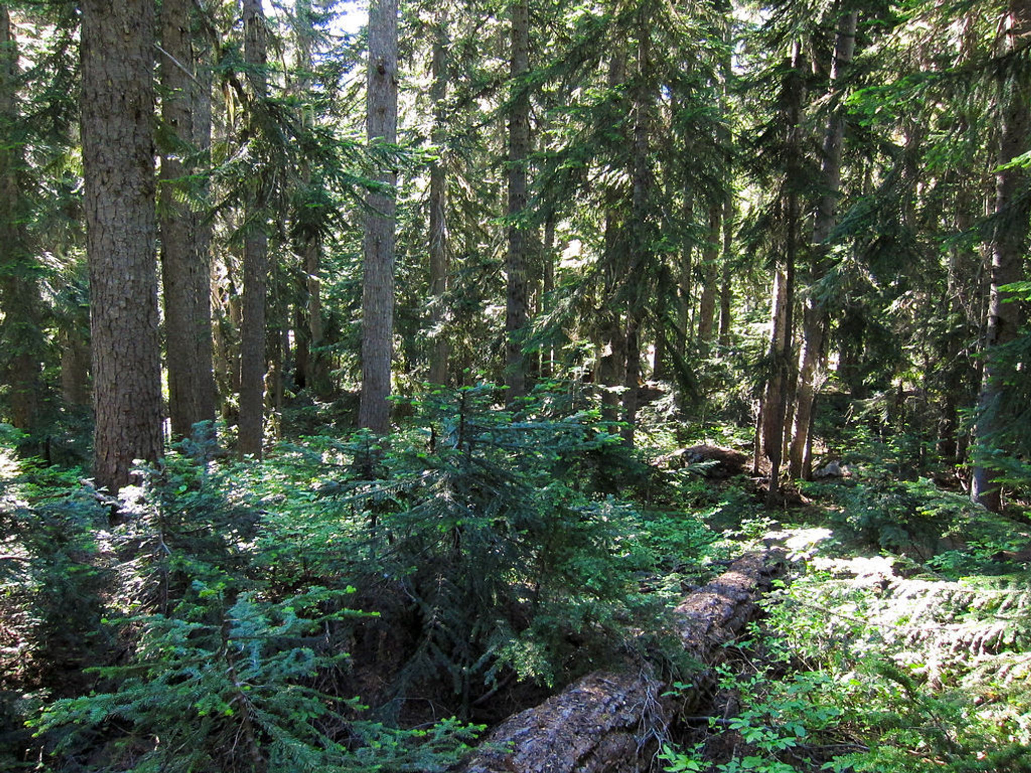 Blue Lake Trail. Photo by Miguel Vieira at Flickr wiki.