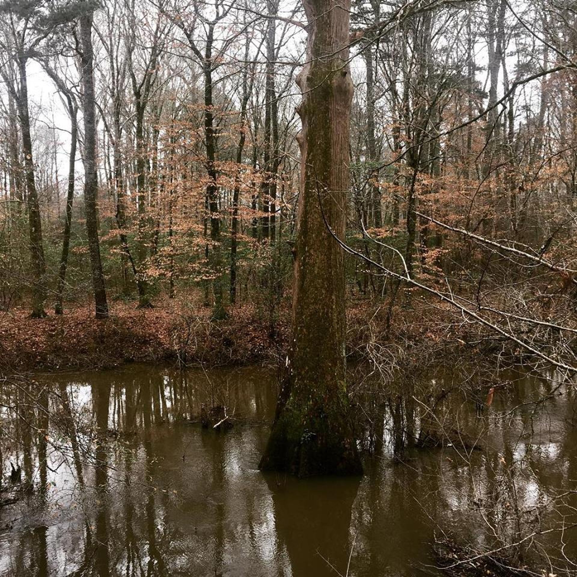 The nature trail is a nice walk through the woods. Photo by Mississippi Sought.