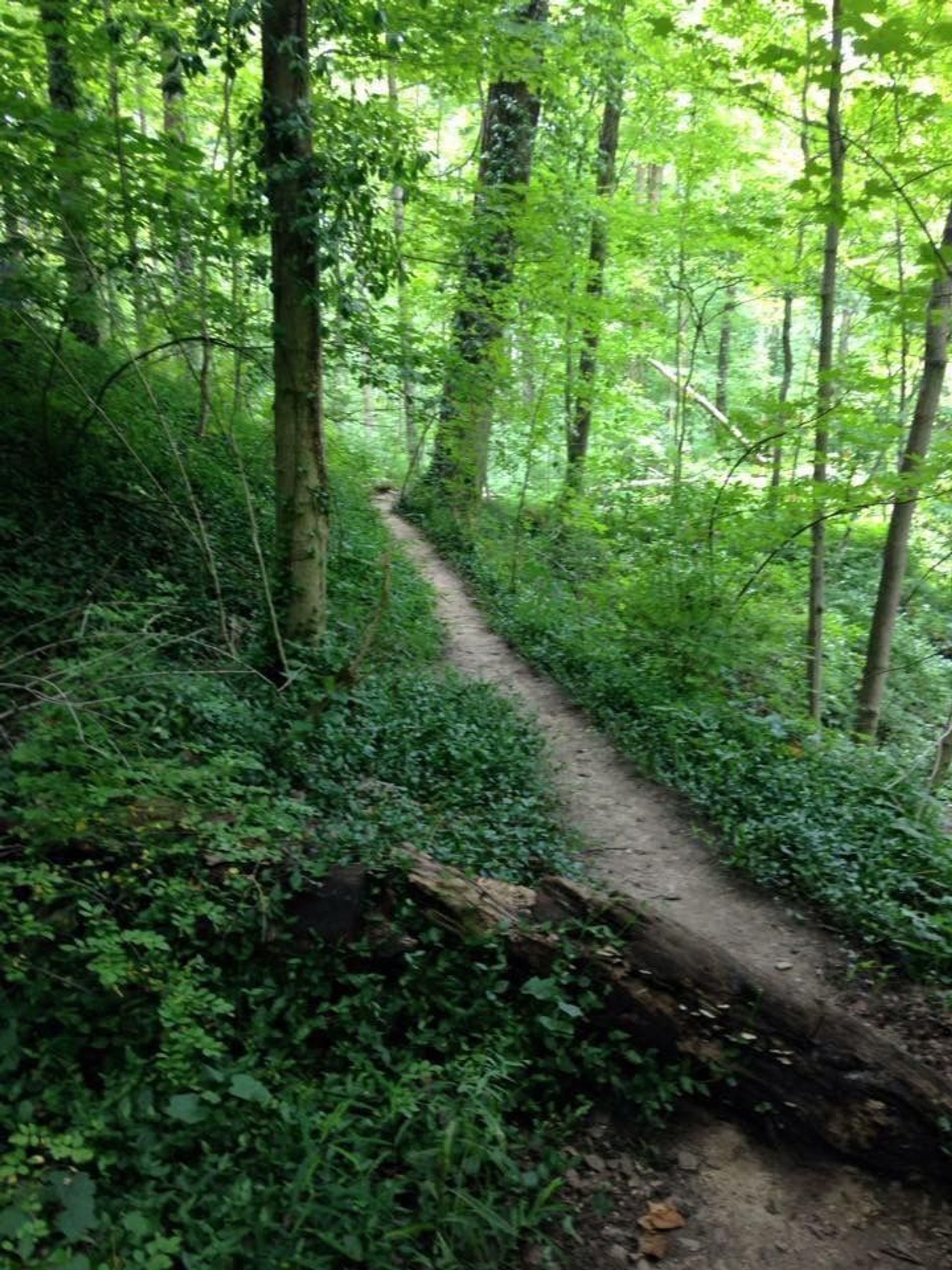 Green scenery at the Caldwell Nature Preserve. Photo by Caldwell Nature Preserve.