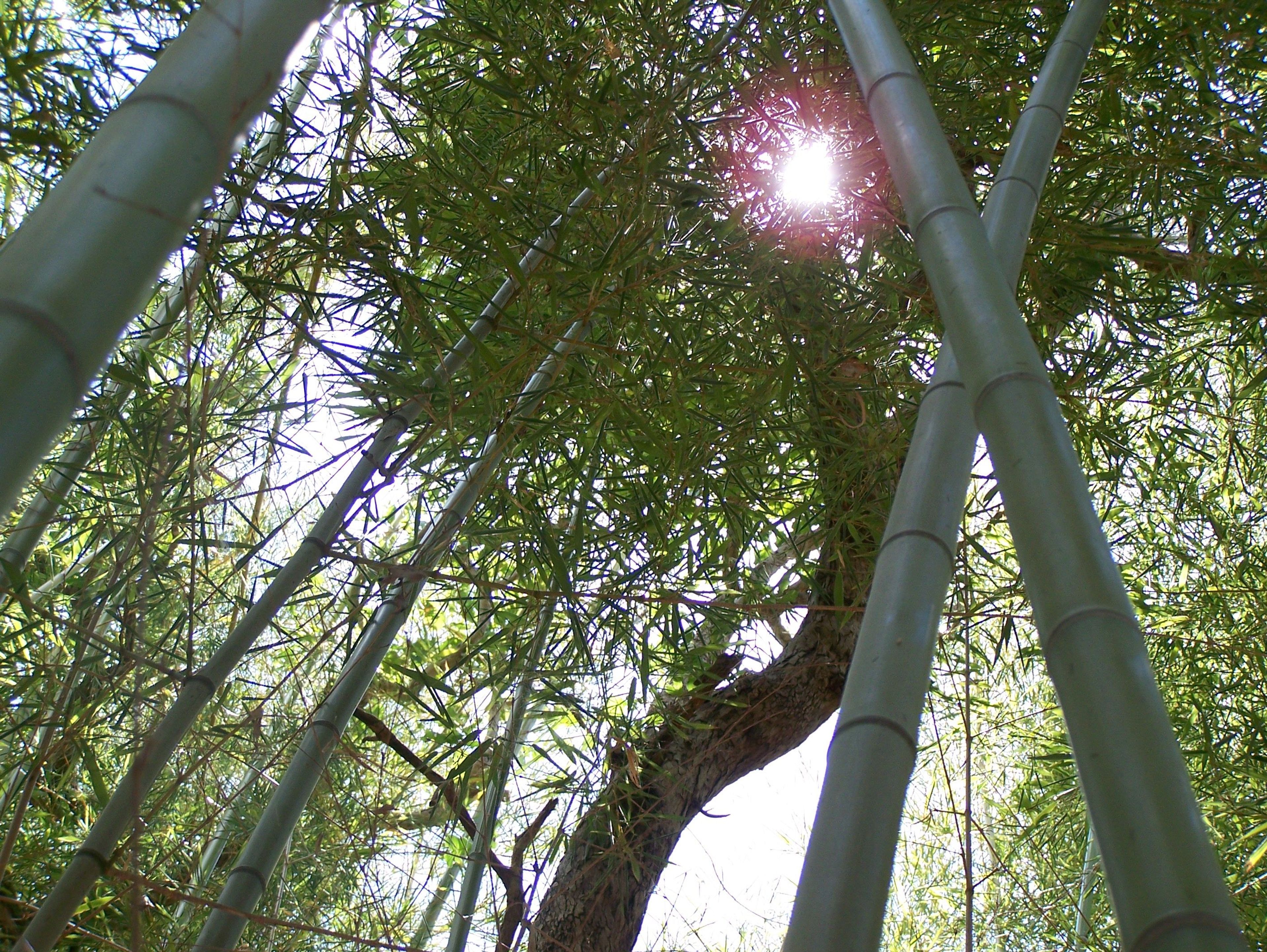 Cameron Park Bamboo Forest.