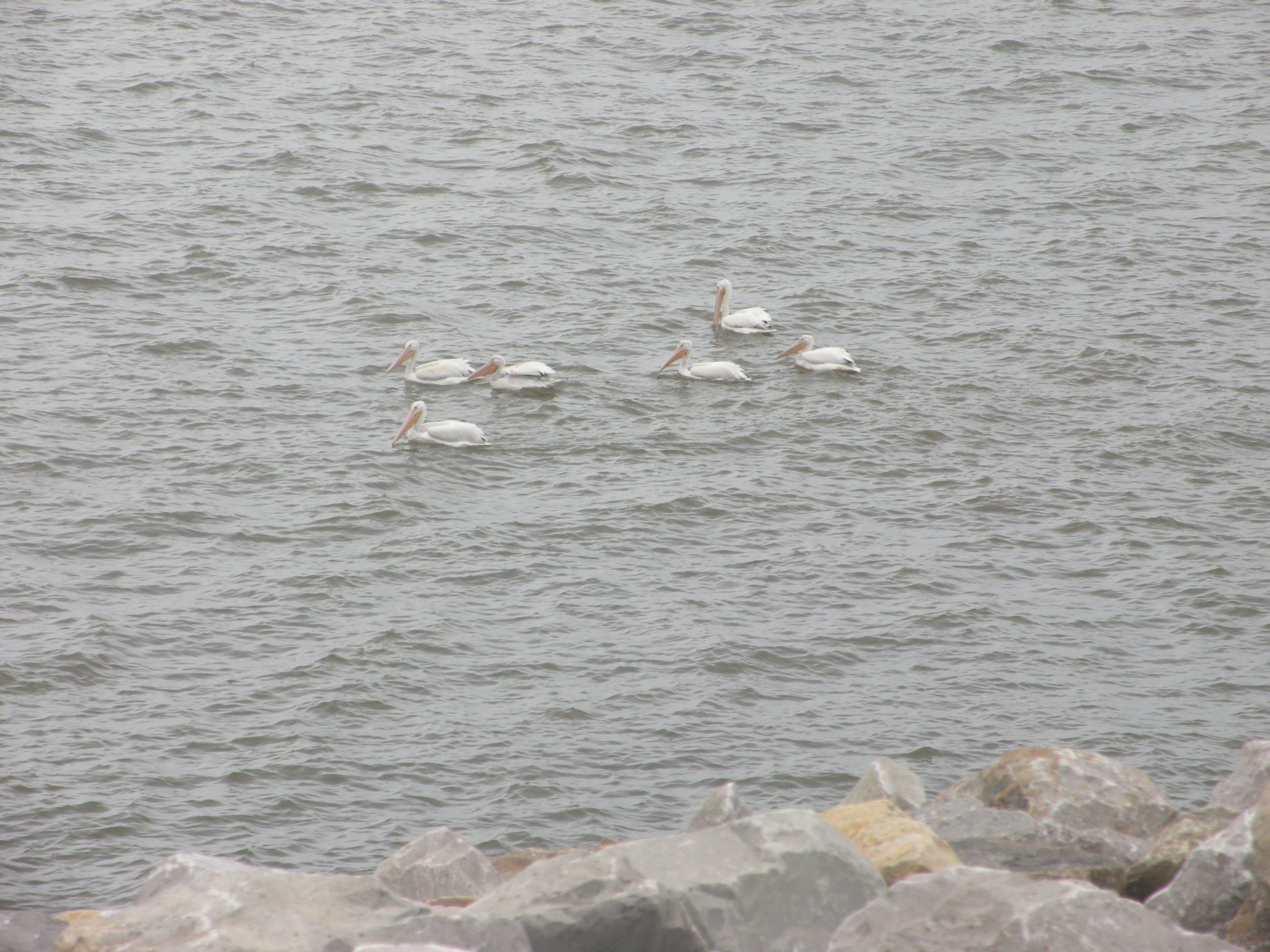 White pelicans located on Carlyle Lake.