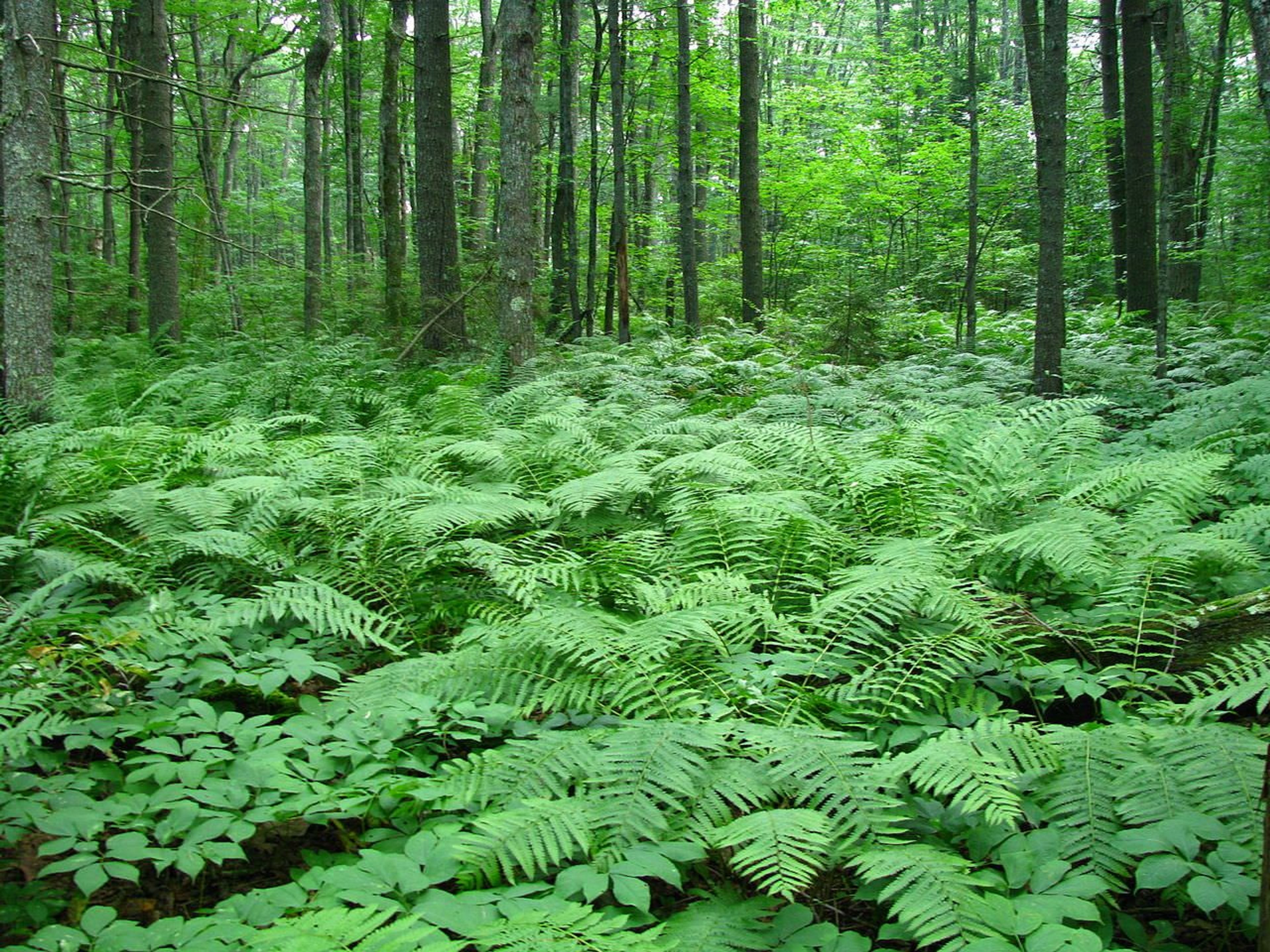 Ferns on trail. Photo by Captain-tucker/wiki.