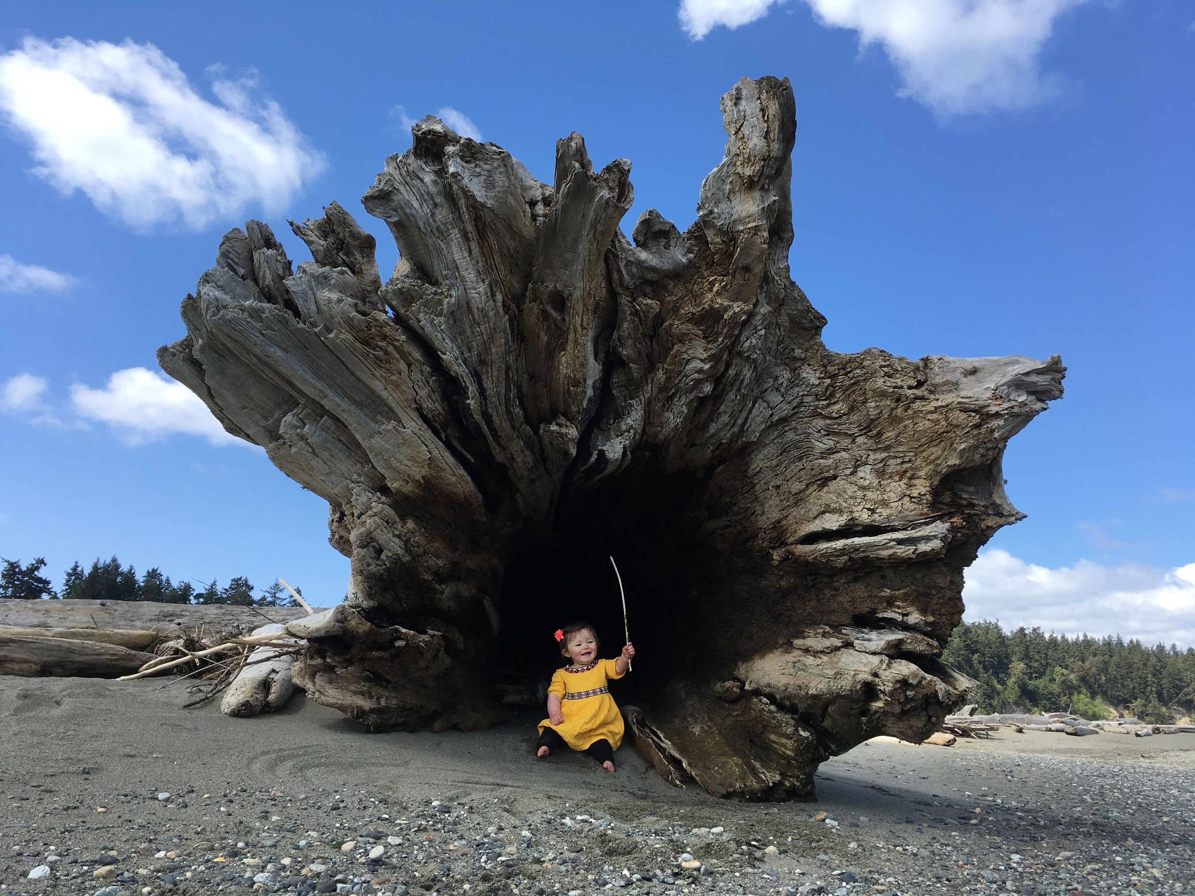 Hollow driftwood along the shoreline. Photo by Indra Davis.