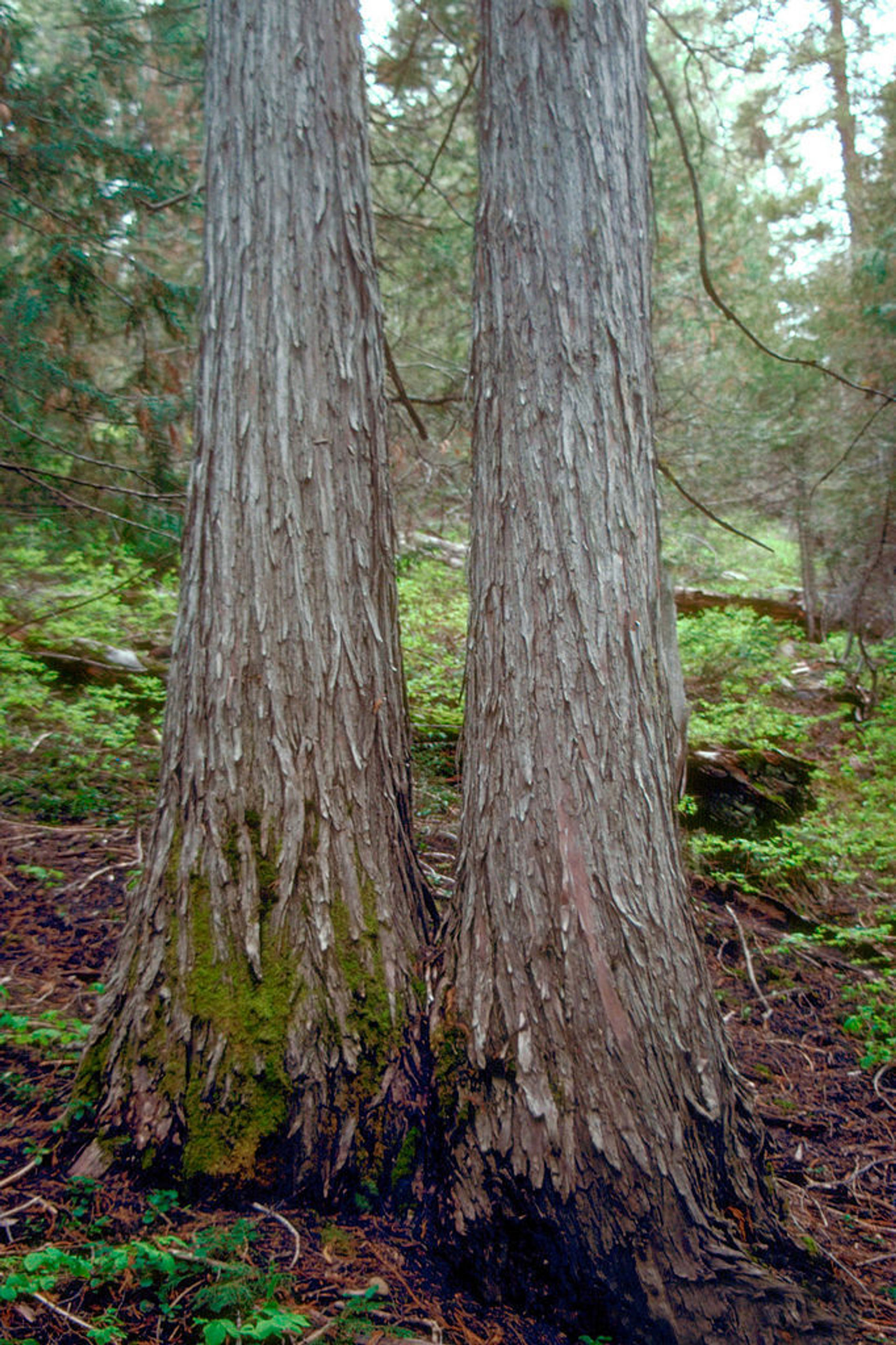 Cedar Grove Botanical Area, Aldrich Mountains, Malheur National Forest, Grant County, Oregon. Photo by USFS.