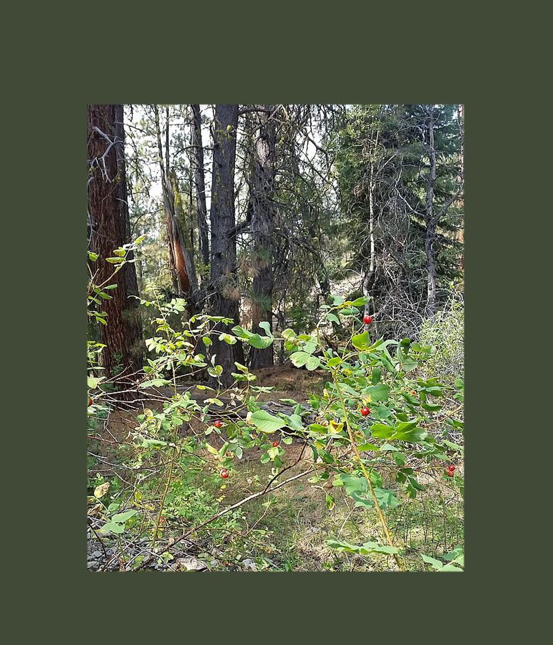 Winema National Forest, Lakeview, Oregon. Photo by Bobjgalindo.