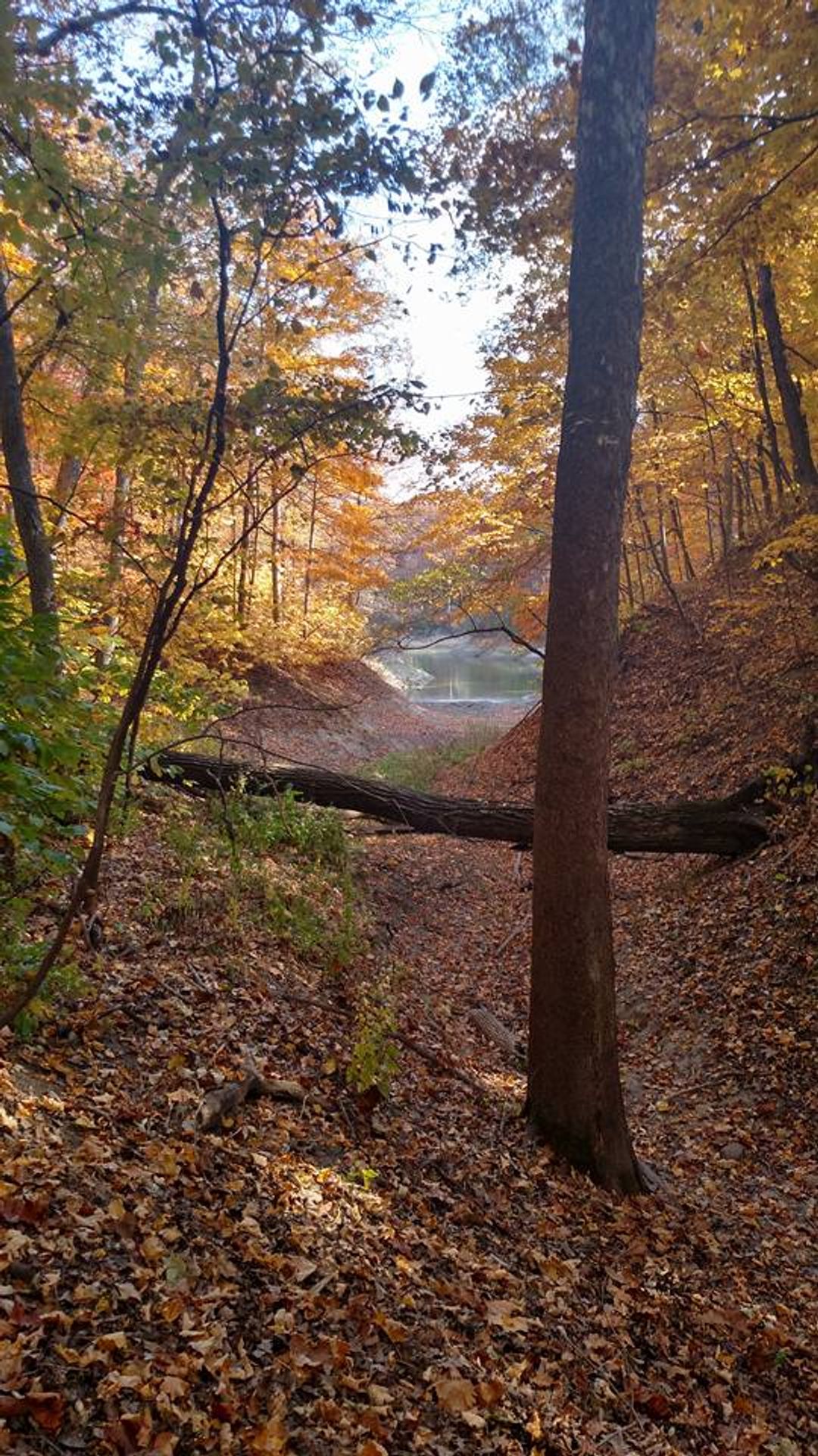 Chief Illini Trail where the old road leads. Photo by Jeremiah Osborne.