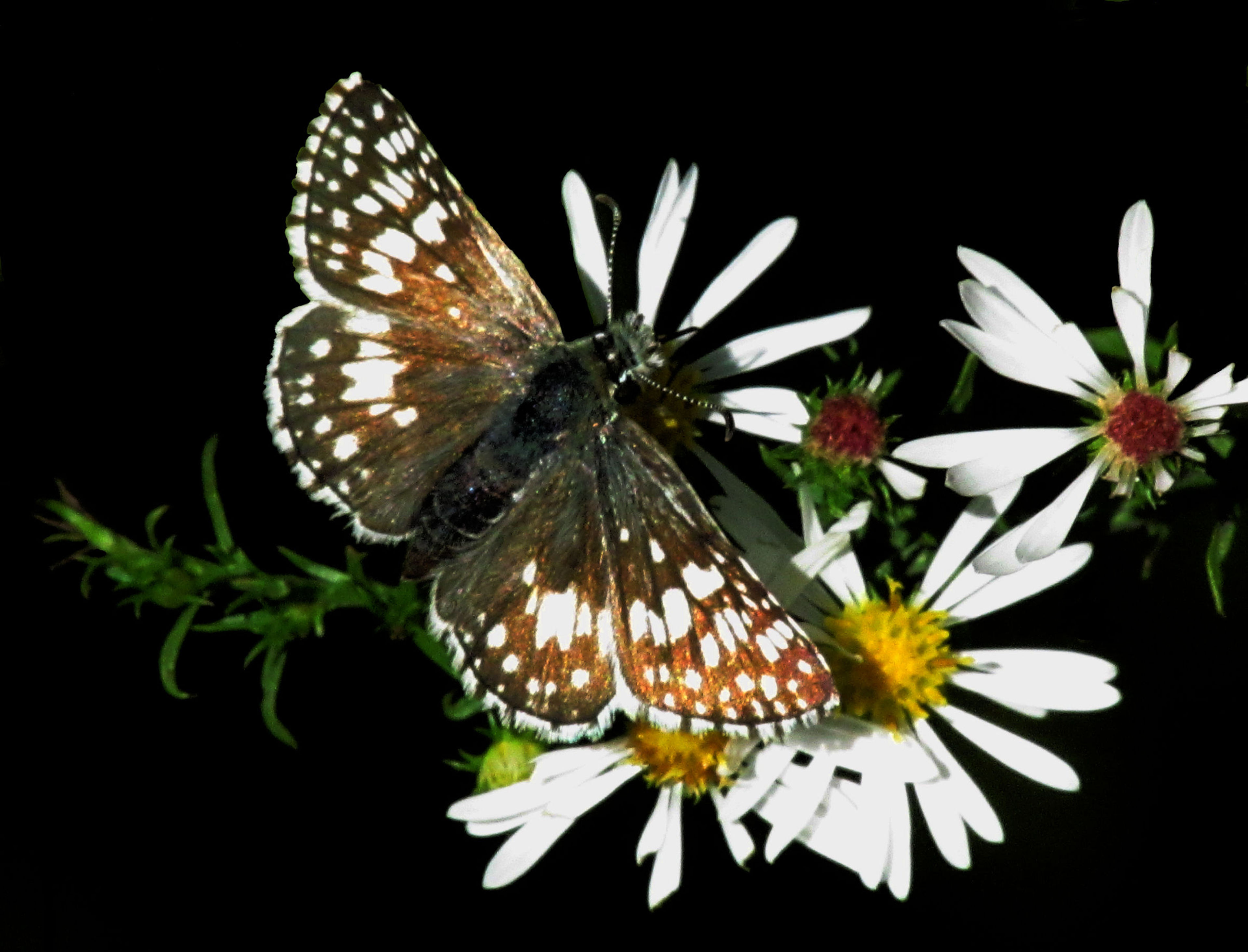 Common Checkered Skipper. Photo by John H. Morgan, III.