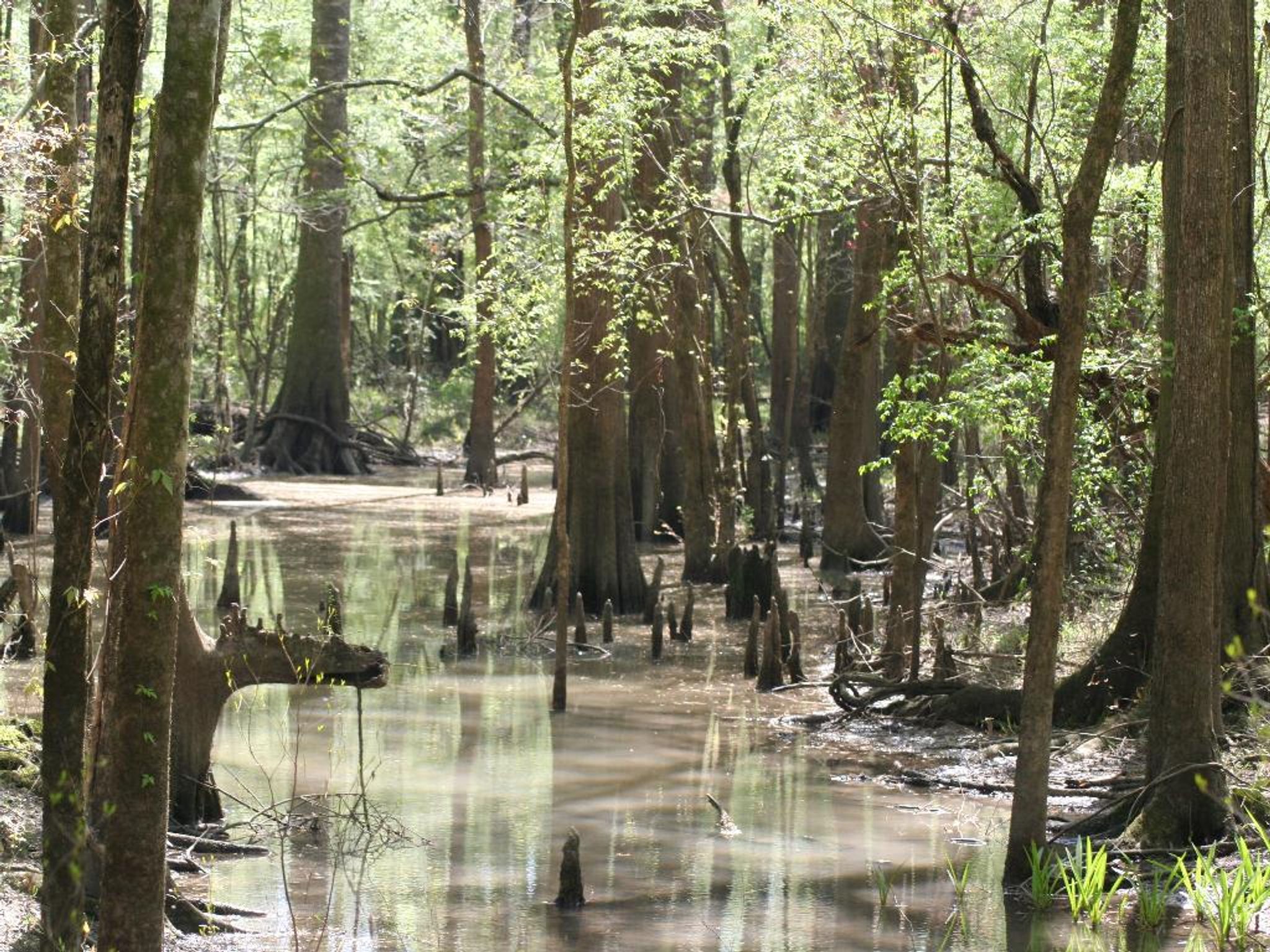 Chipola River Greenway - Butler Trail