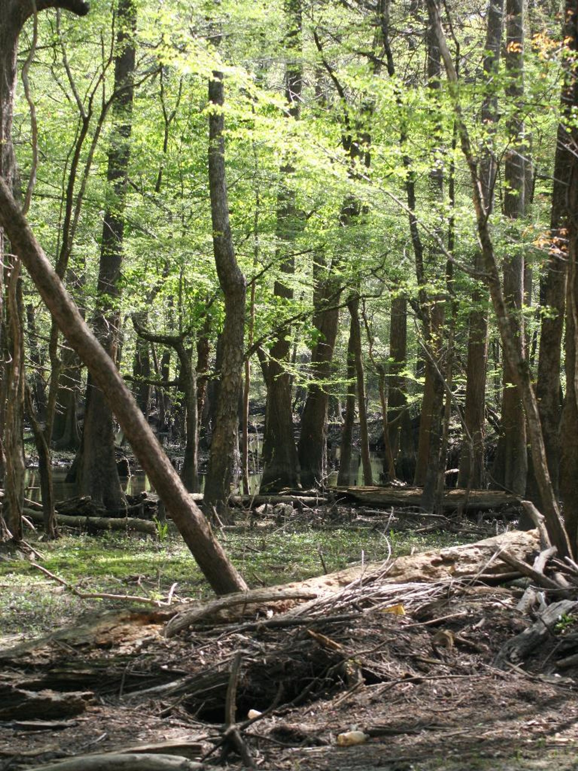 Chipola River Greenway - Butler Trail