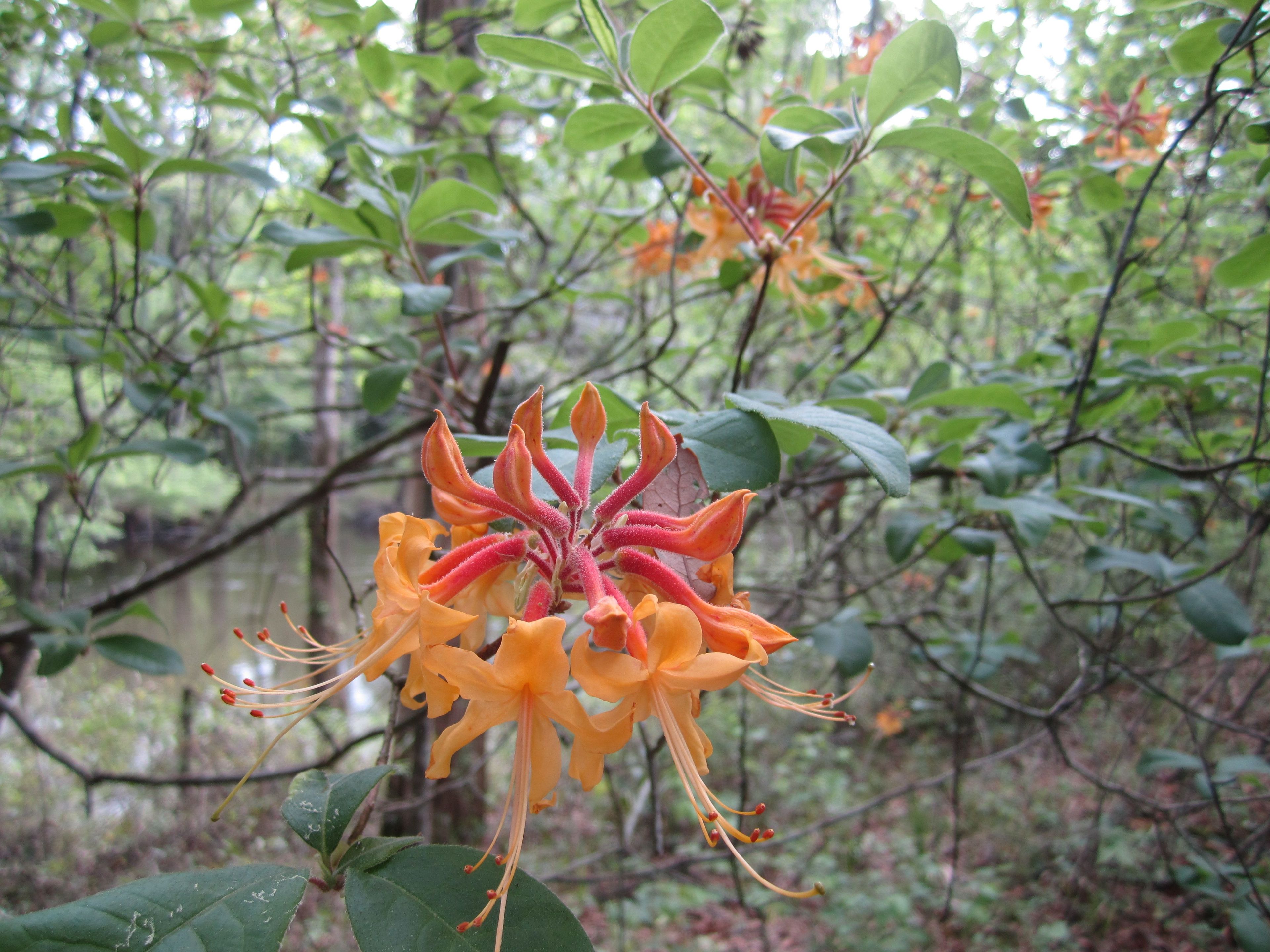 Flame Azalea