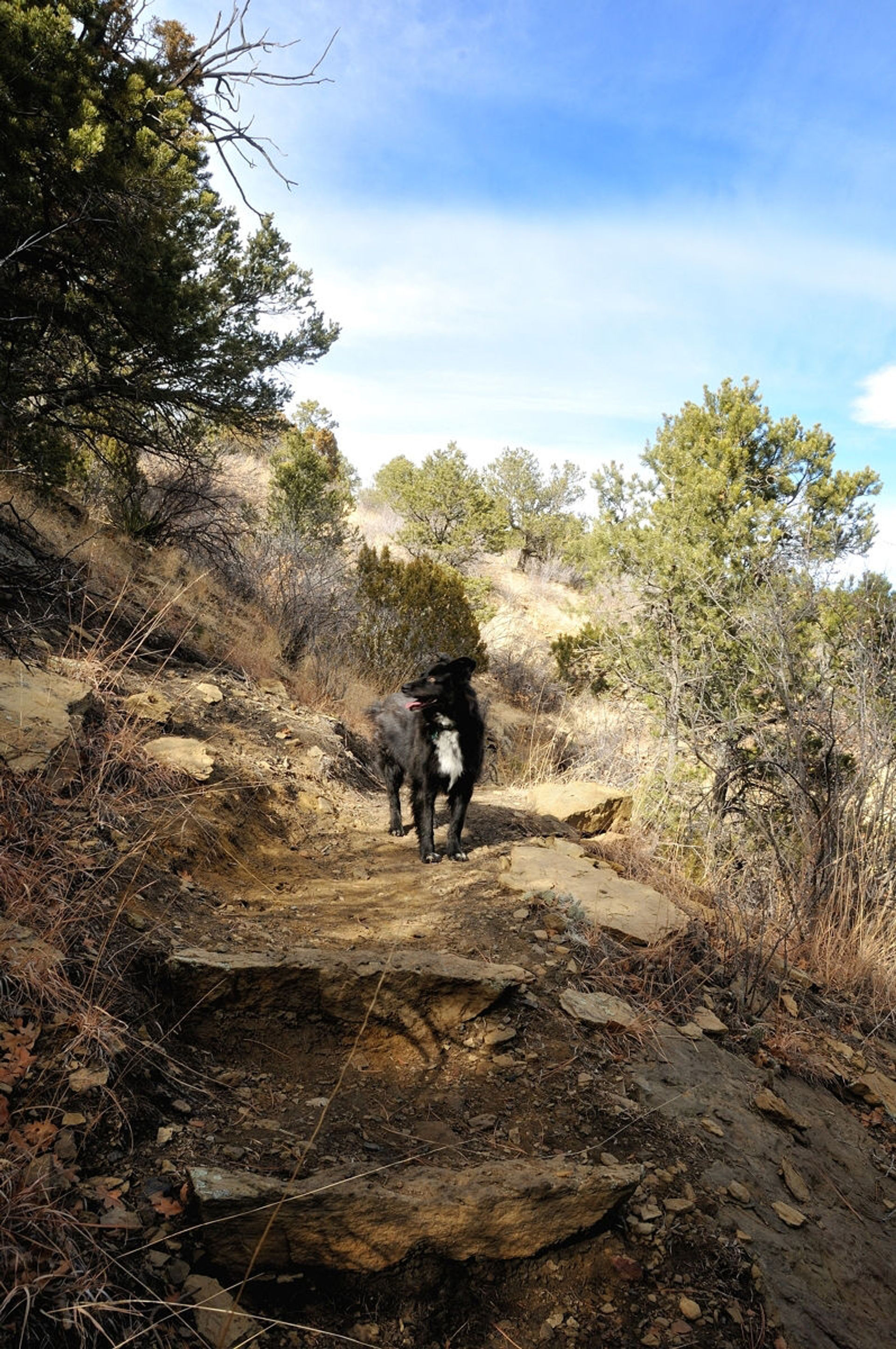 Trail Photo with dog