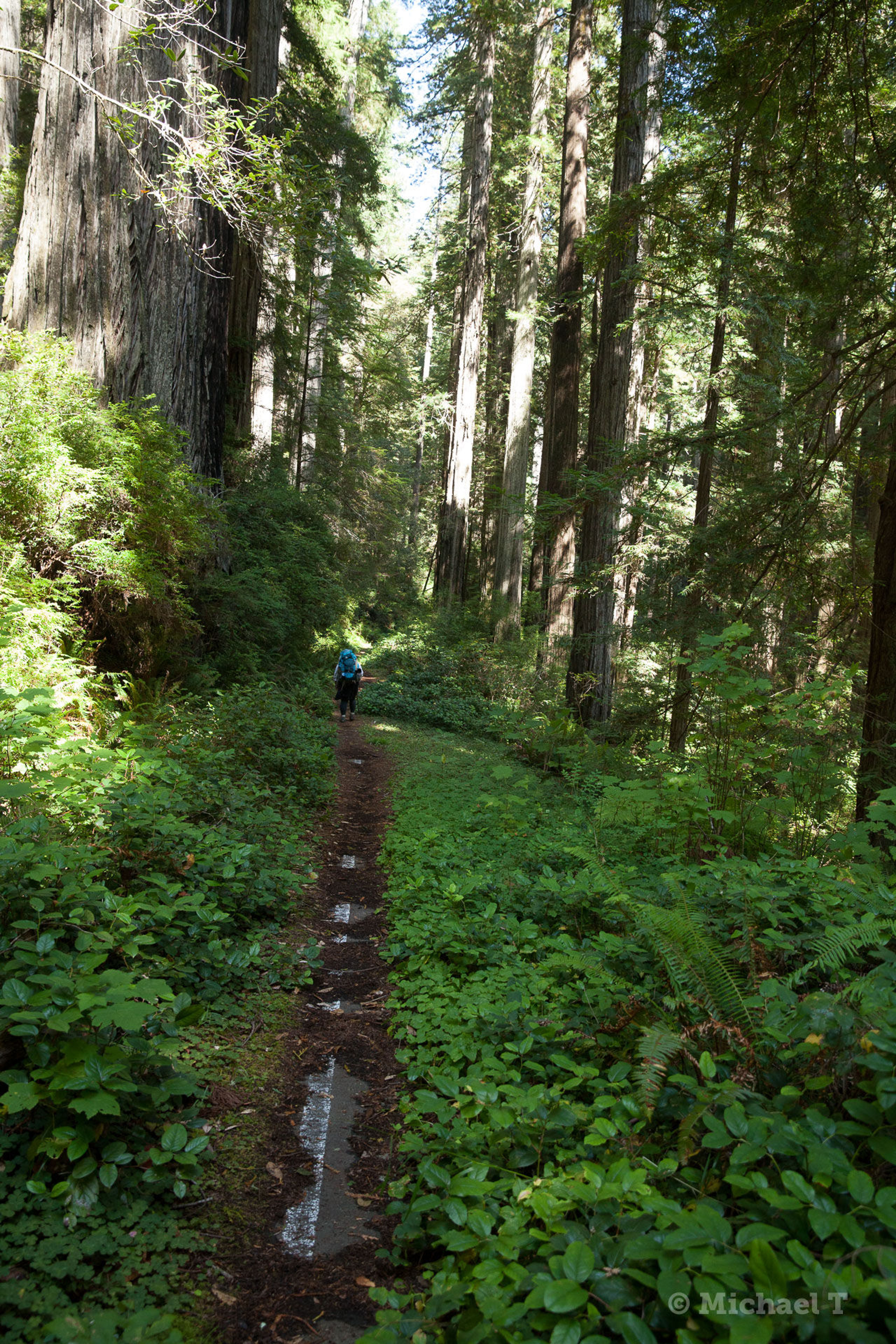 Old Highway 101 peeling through the trail tread. Portions of the Coastal Trail follow the route of the old highway. Photo by Michael.