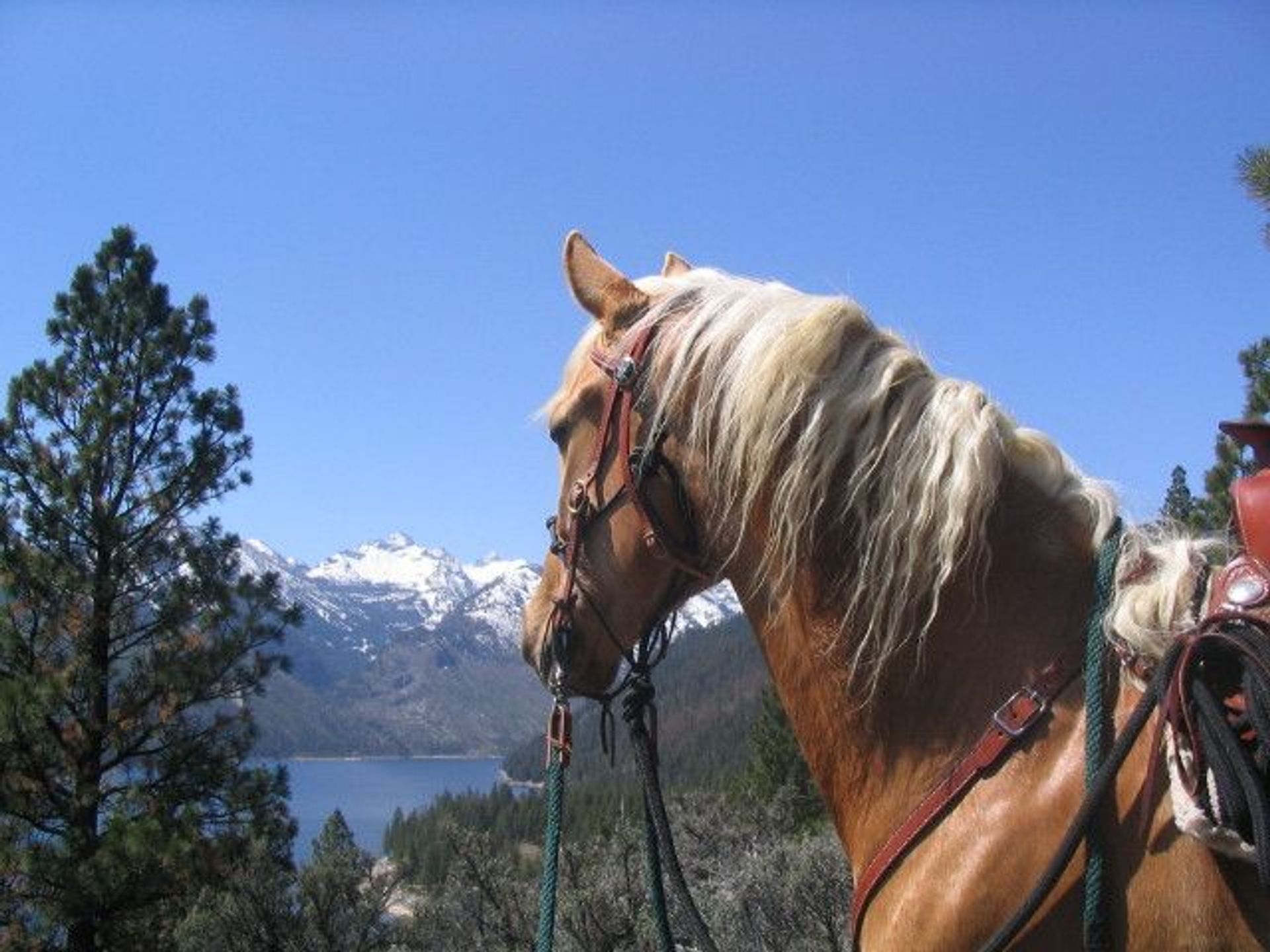 Missouri Gold views the lake and snow capped mountains. Photo by Colleen Long.