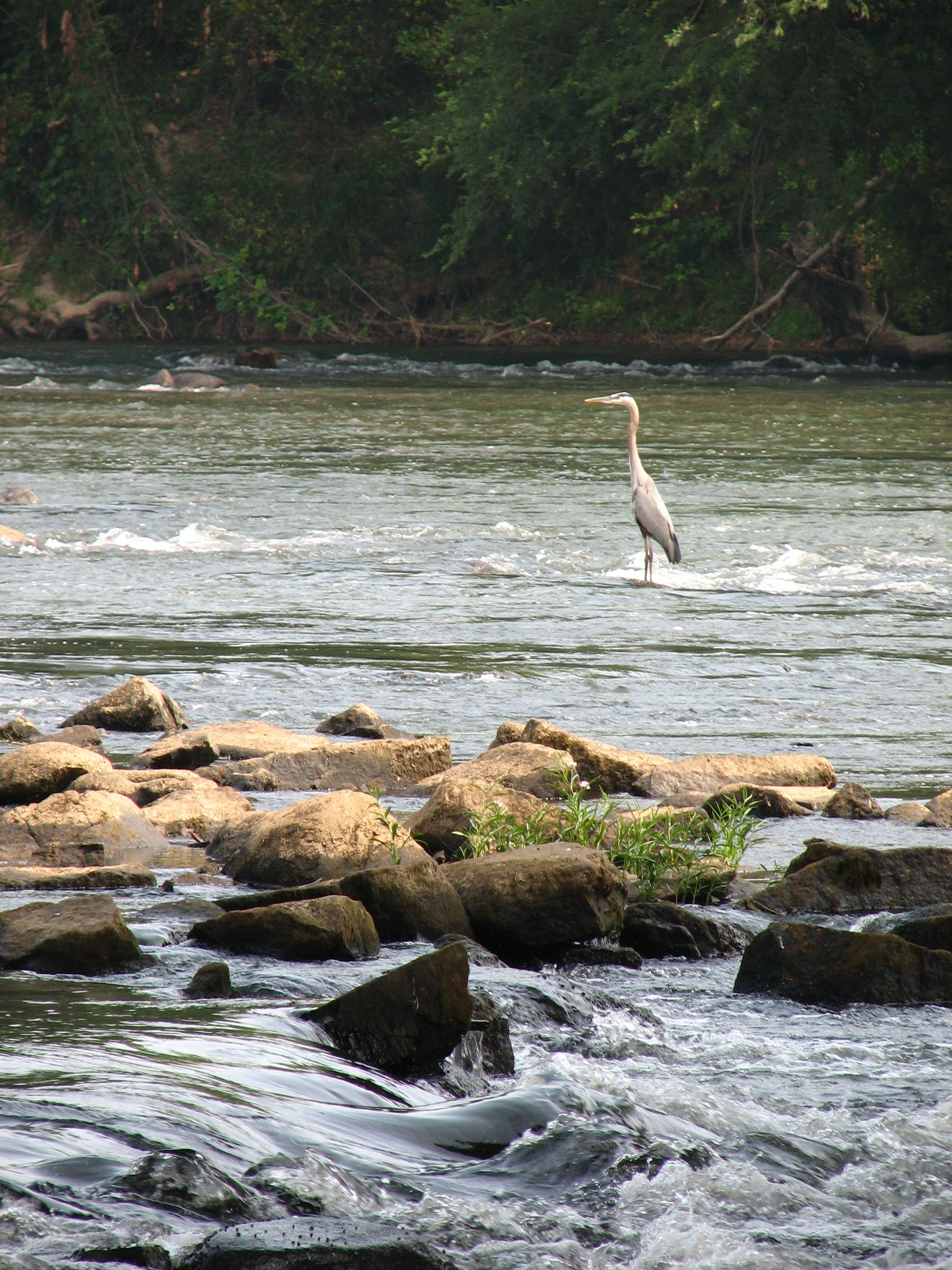 The Congaree River Blue Trail is home to wildlife, such as this Great Blue Heron. Photo by Jamie Mierau.