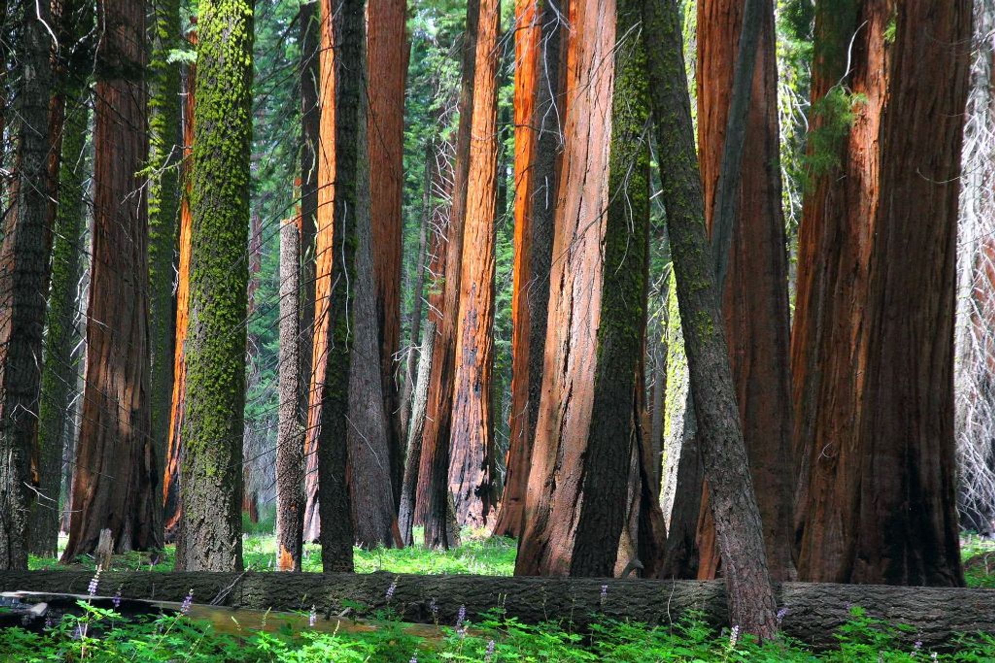 Giant Sequoias on the Congress Trail in Sequoia National Park. Photo by I-Ting Chiang.