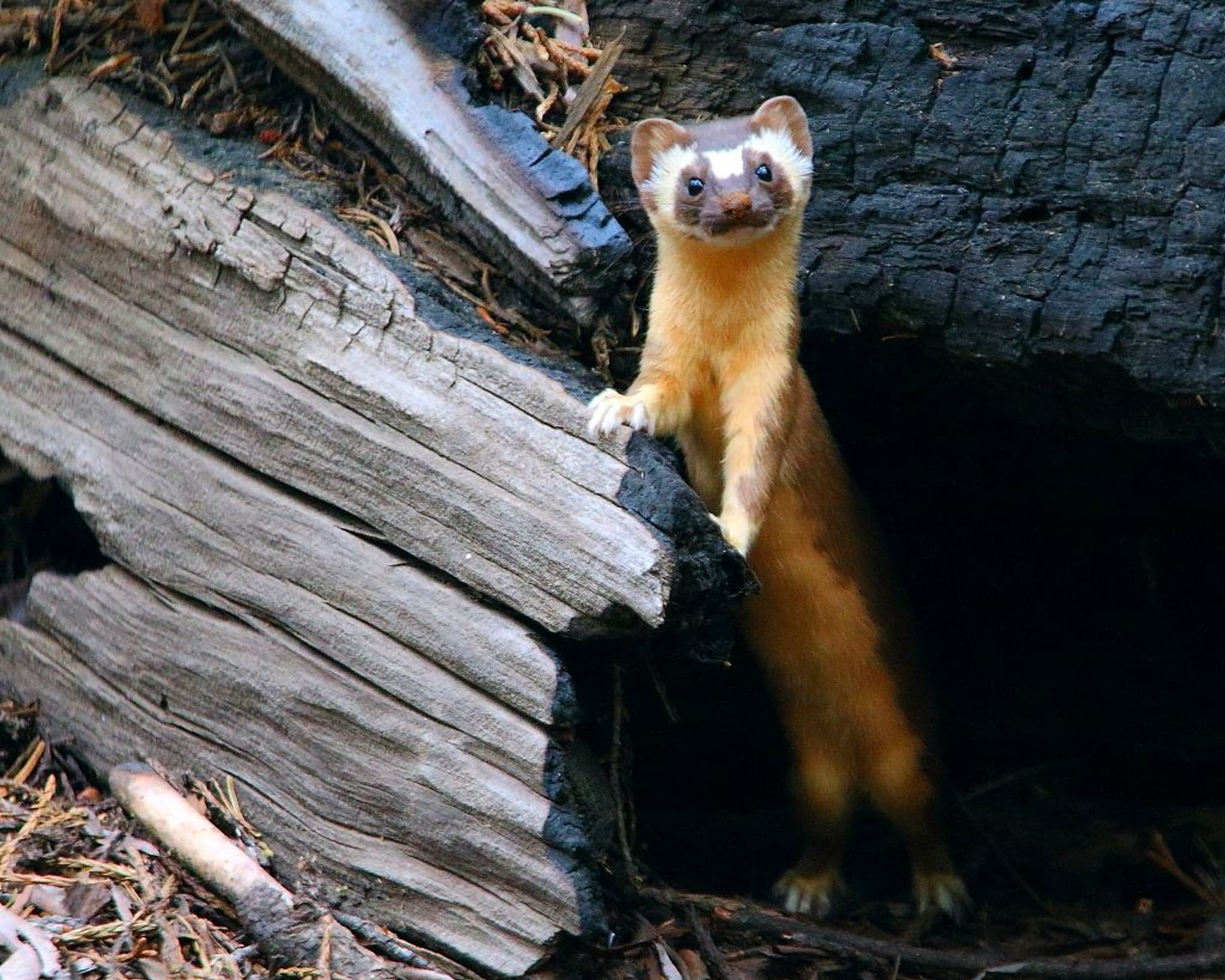 Long-tailed weasel near the House Group on the Congress Trail. Photo by I-Ting Chiang.