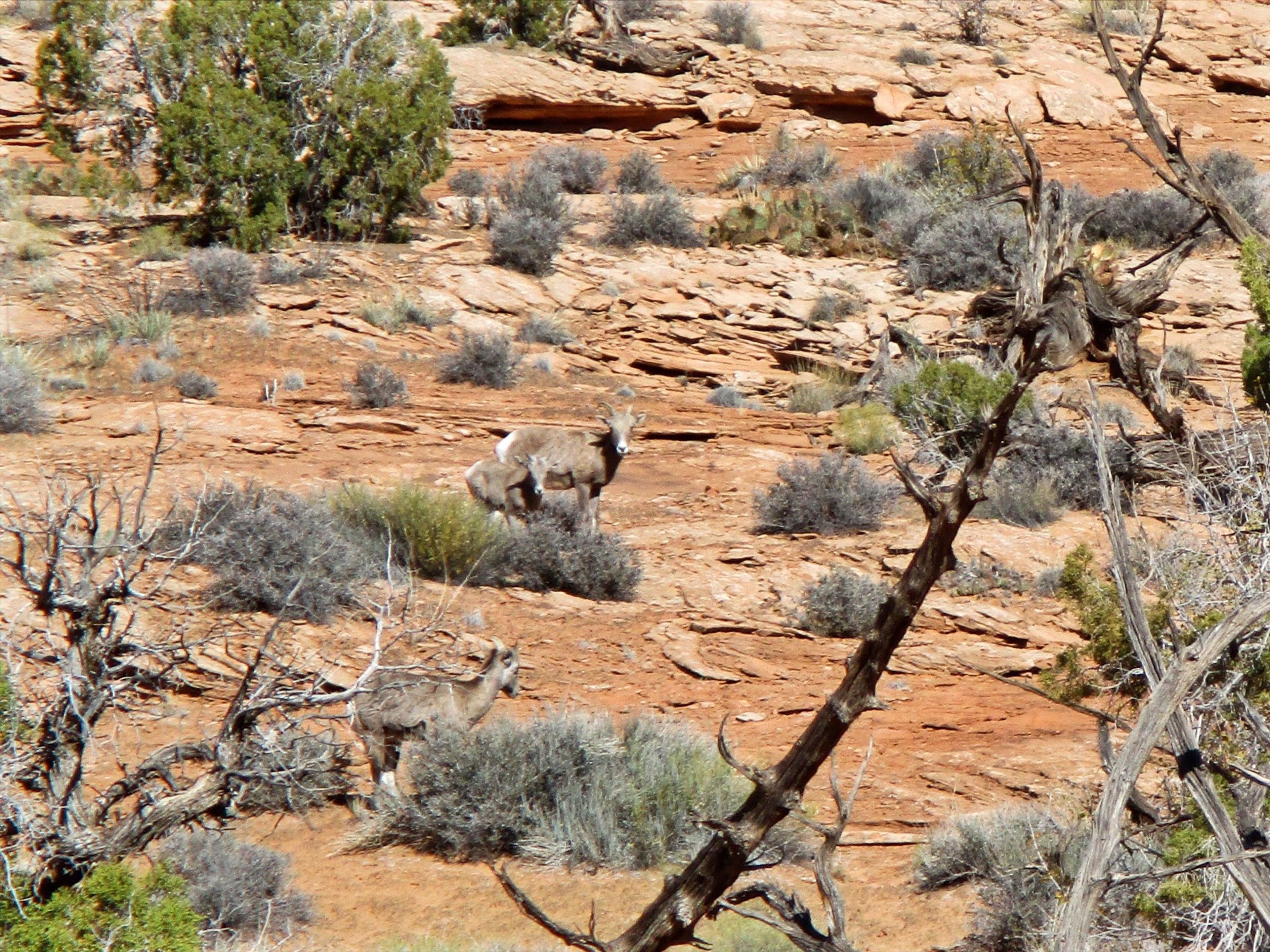 Keep your dog on a leash; it's a lambing area for Desert Bighorn Sheep. Photo by Valerie A. Russo.