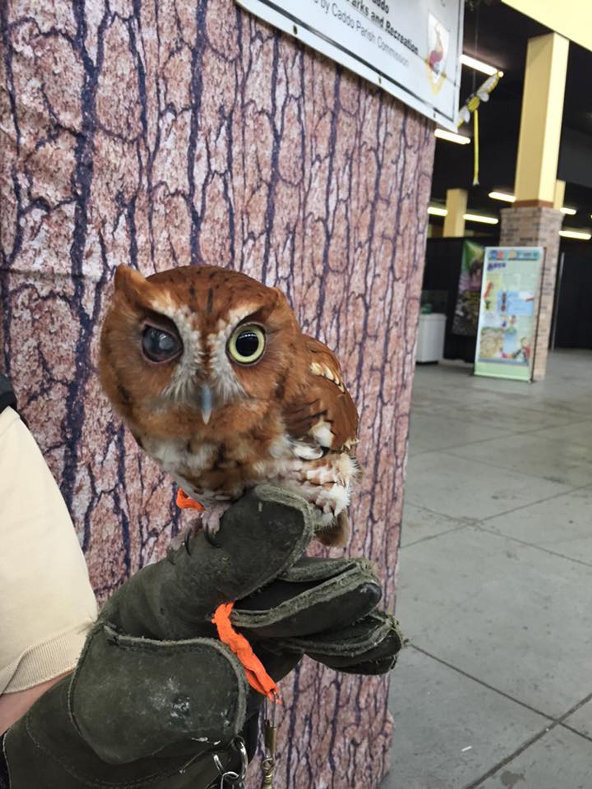 Winged friend at the nature center. Photo by Cypress Nature Study Center.