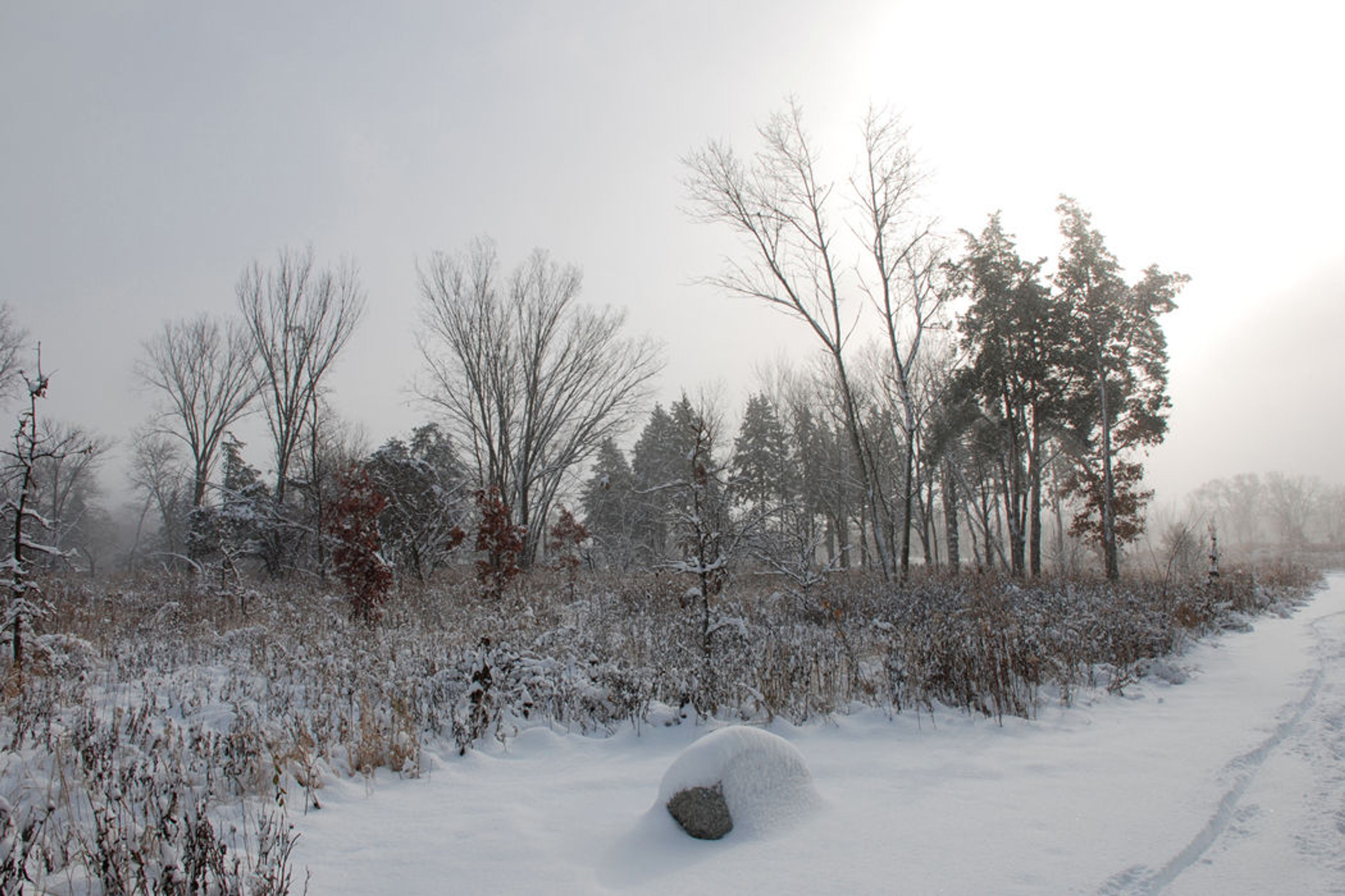 Heroes' Grove at Danada Forest Preserve. Photo by Audra Mason Bonnet.