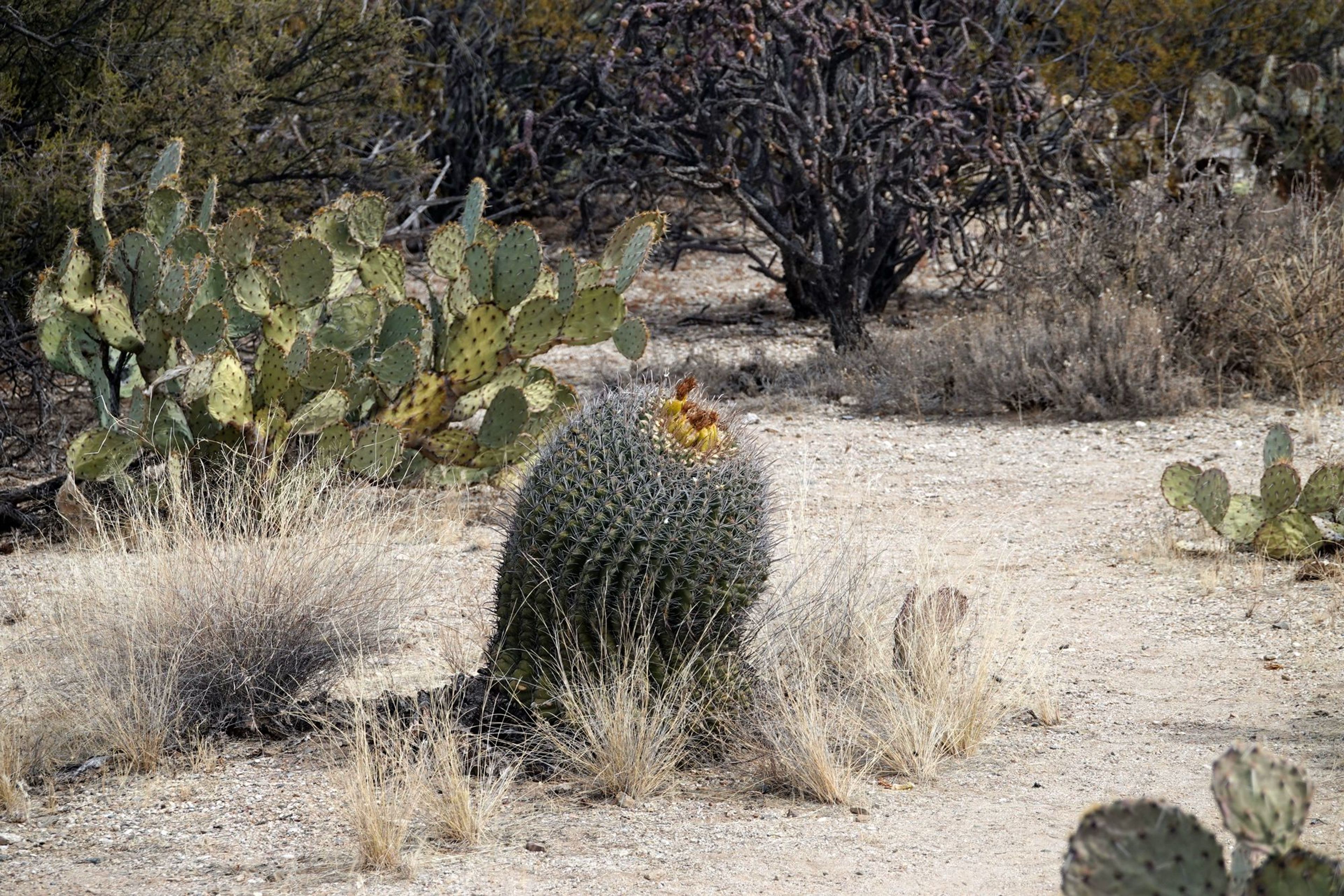 Desert Ecology Trail -  Feb 13, 2018. Photo by Jim Walla.