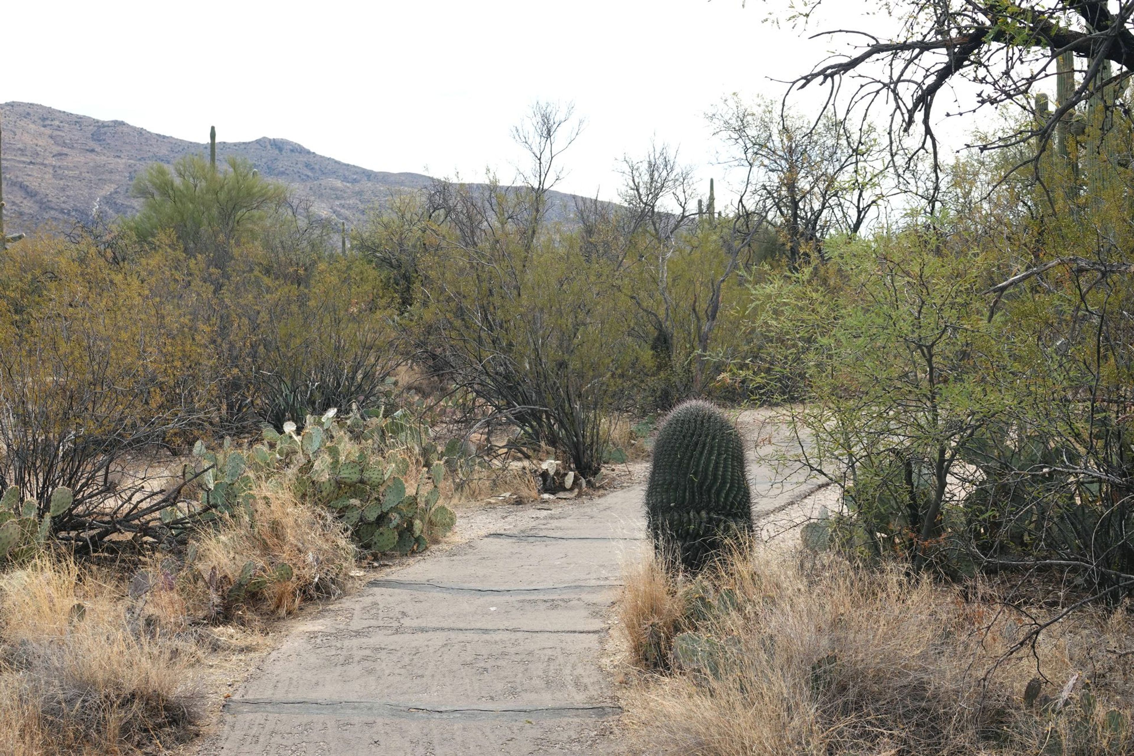 Desert Ecology Trail -  Feb 13, 2018. Photo by Jim Walla.