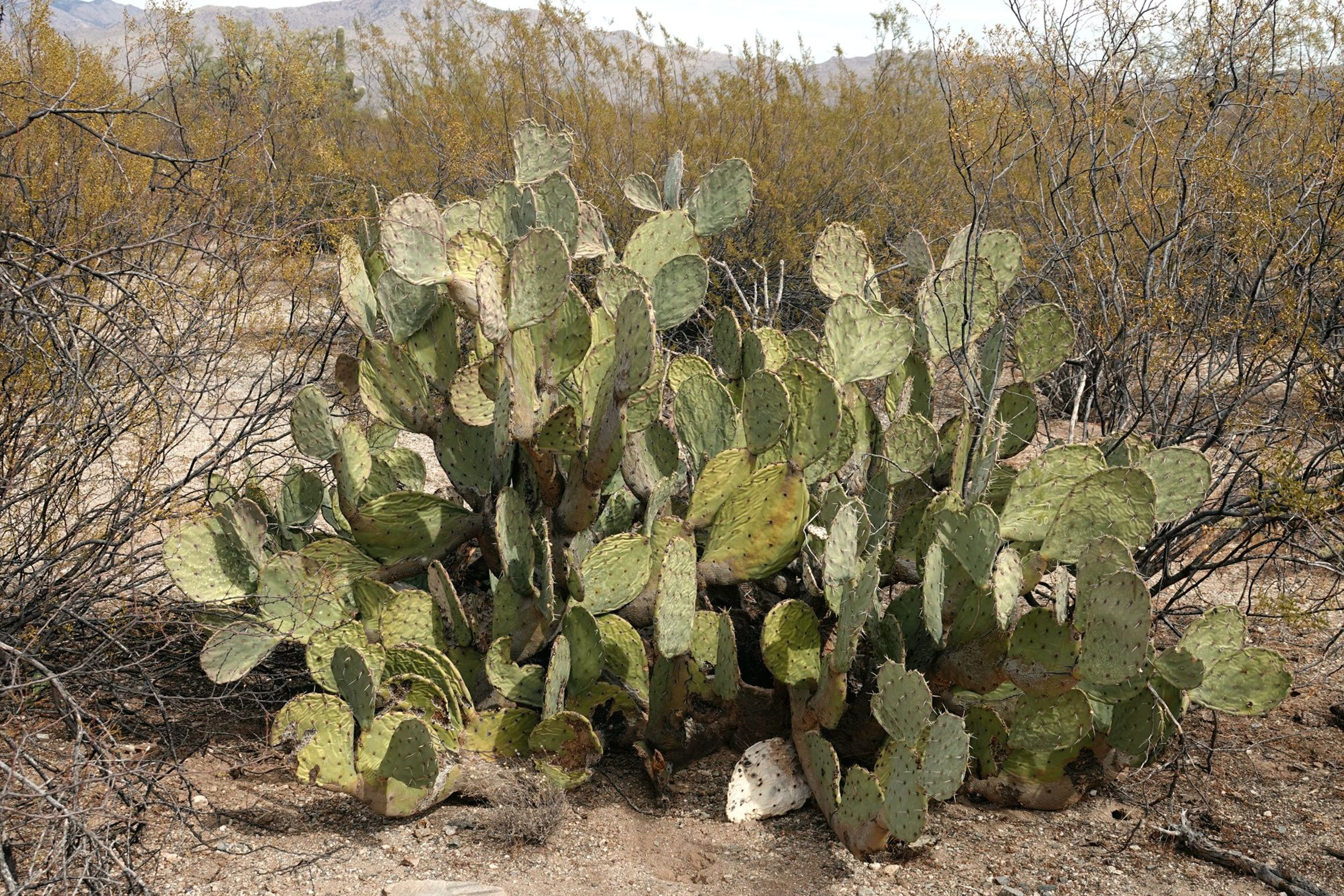 Desert Ecology Trail -  Feb 13, 2018. Photo by Jim Walla.