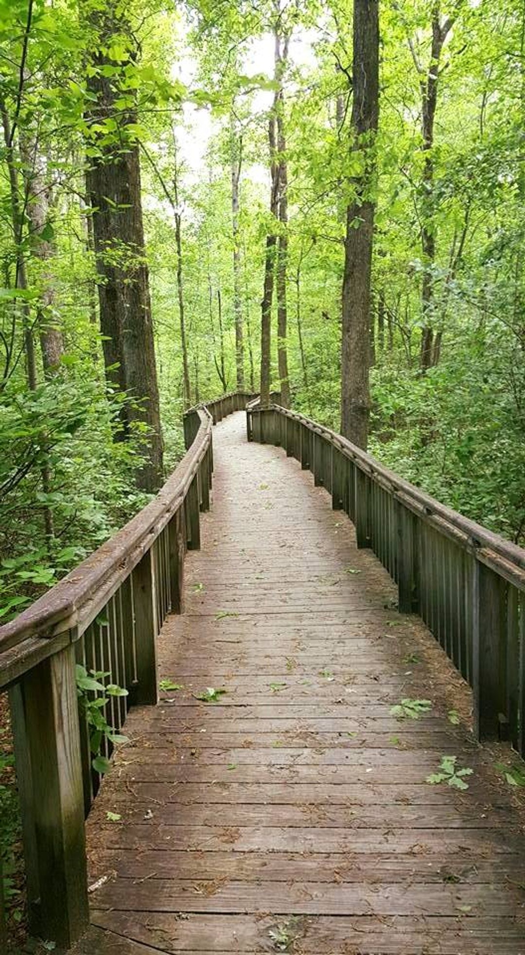 DeSoto State Park's Azalea Cascade Trail. Photo by Tasha Simon.