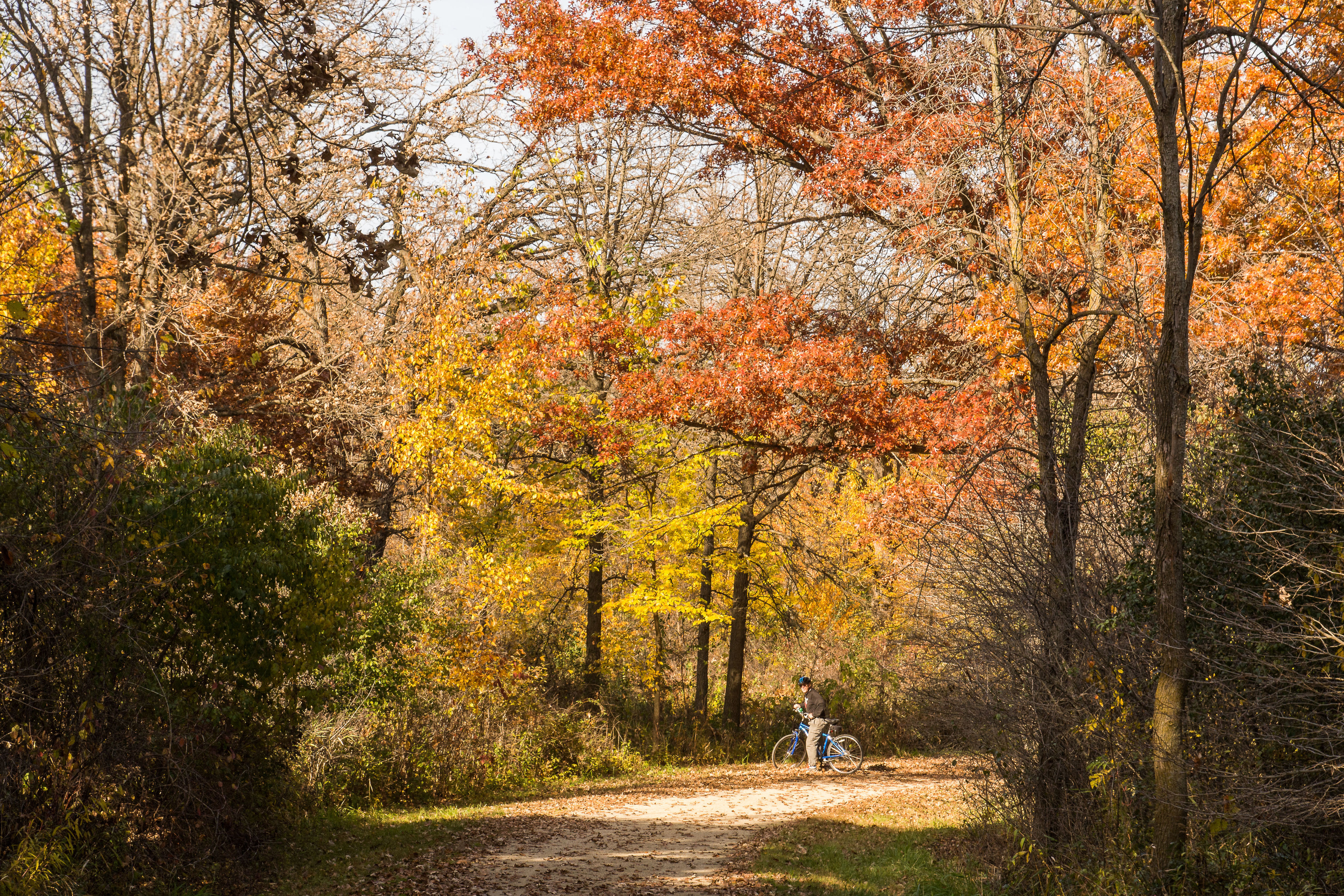 Autumn cyclist on Des Plaines River Trail