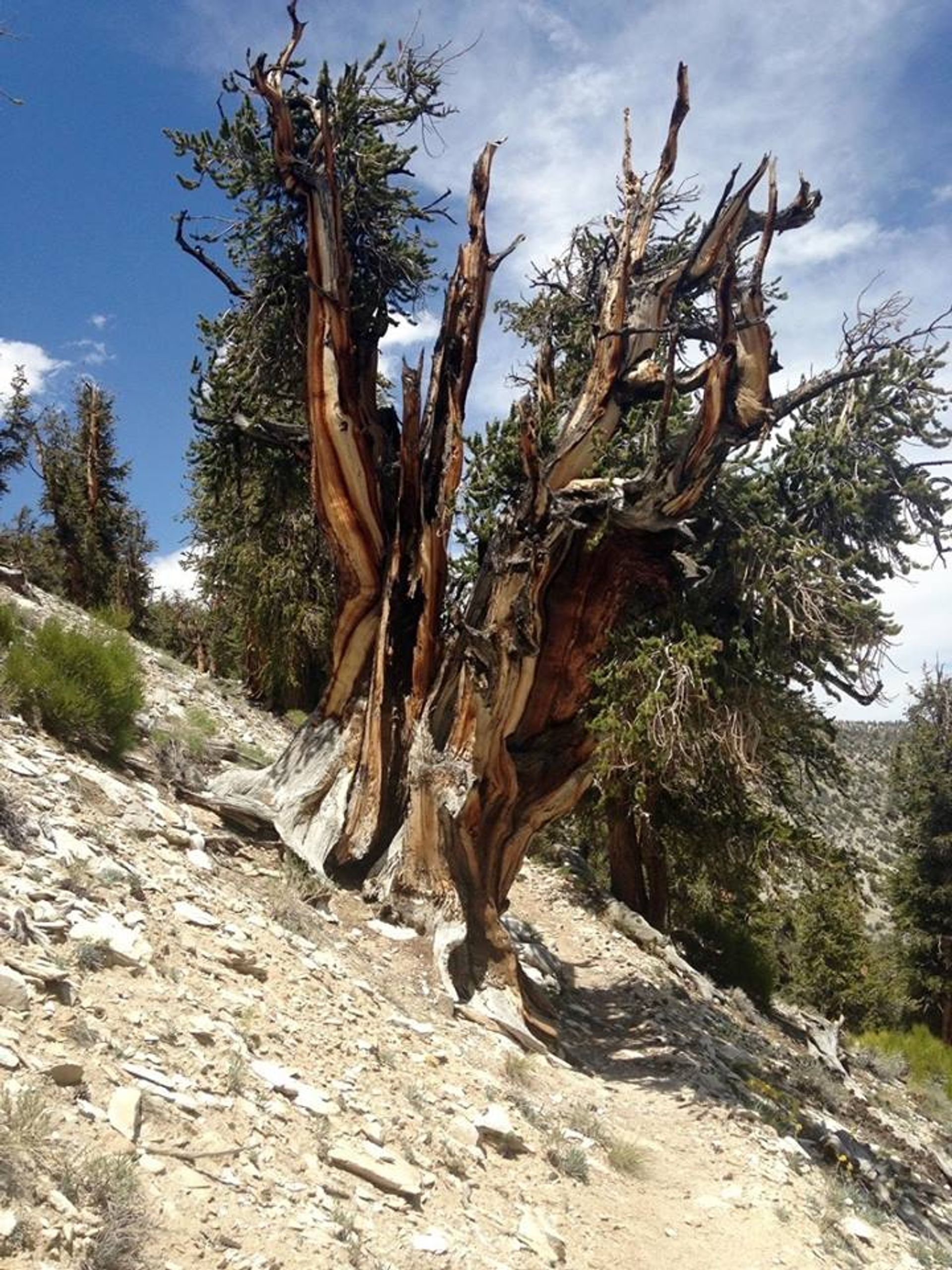 Ancient Bristlecone Pine. Photo by USFS.