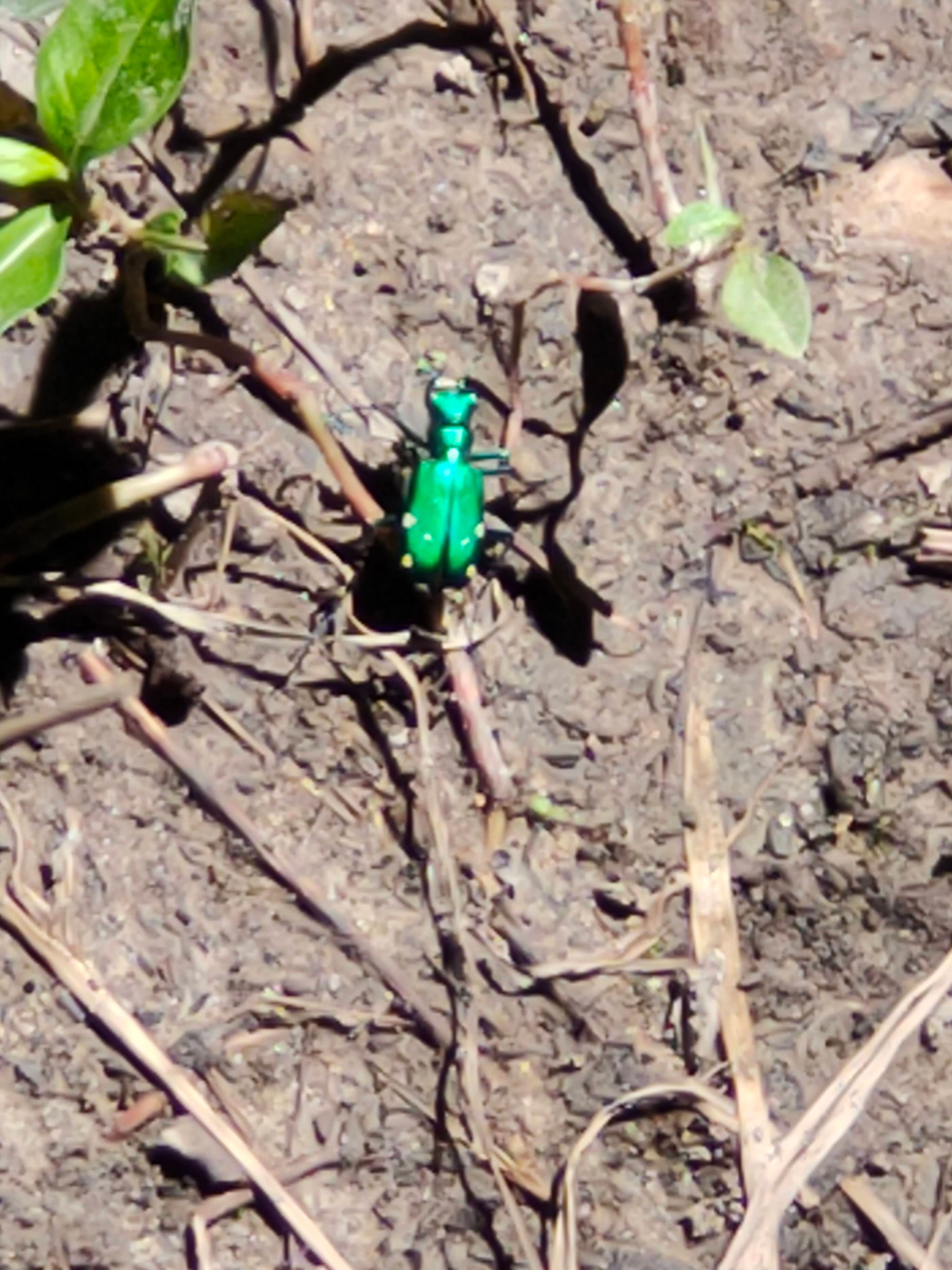 Six Spotted Tiger Beetle. Photo by Steven Hawker.