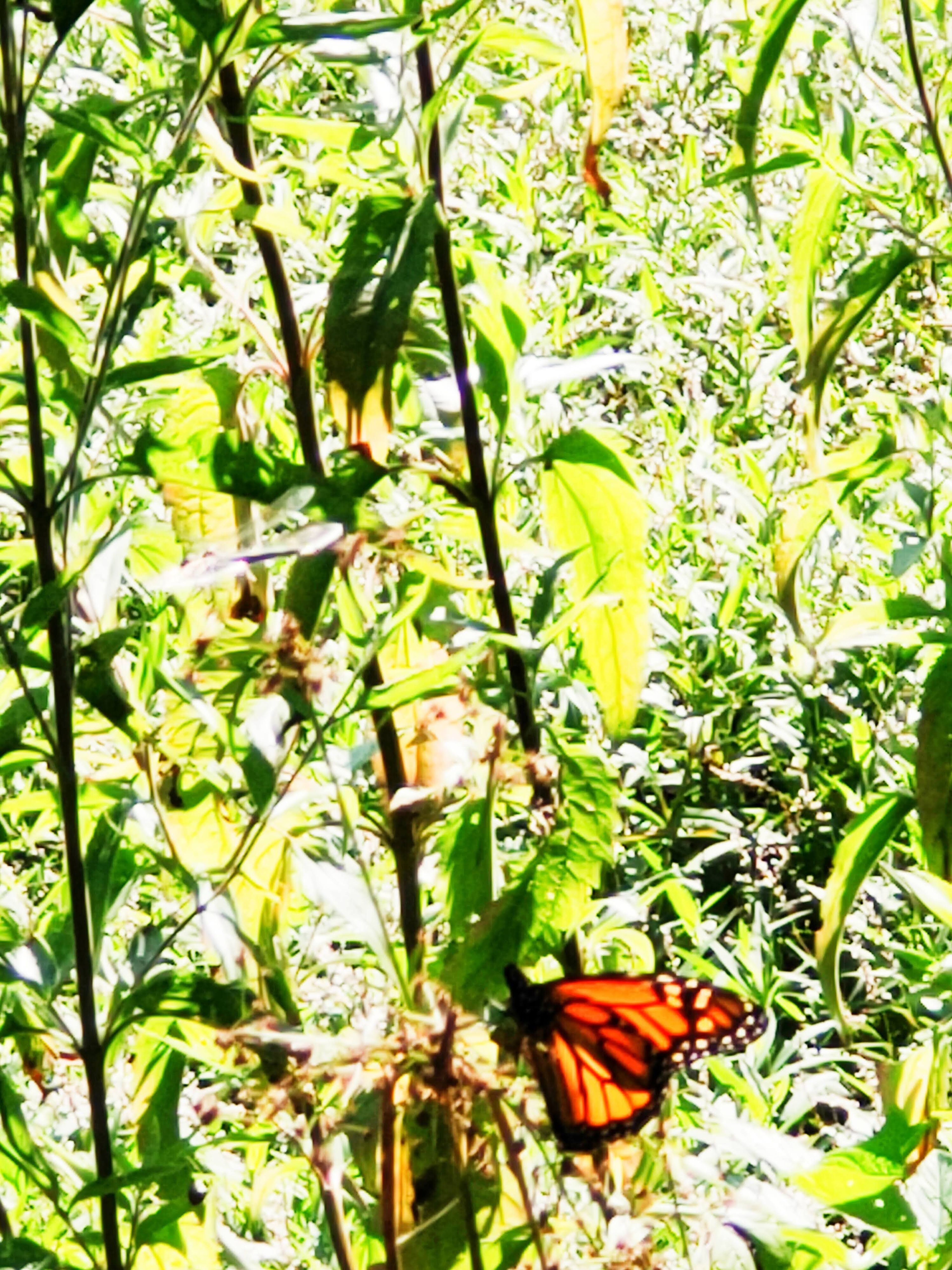 Monarch Butterfly. Photo by Steven Hawker.