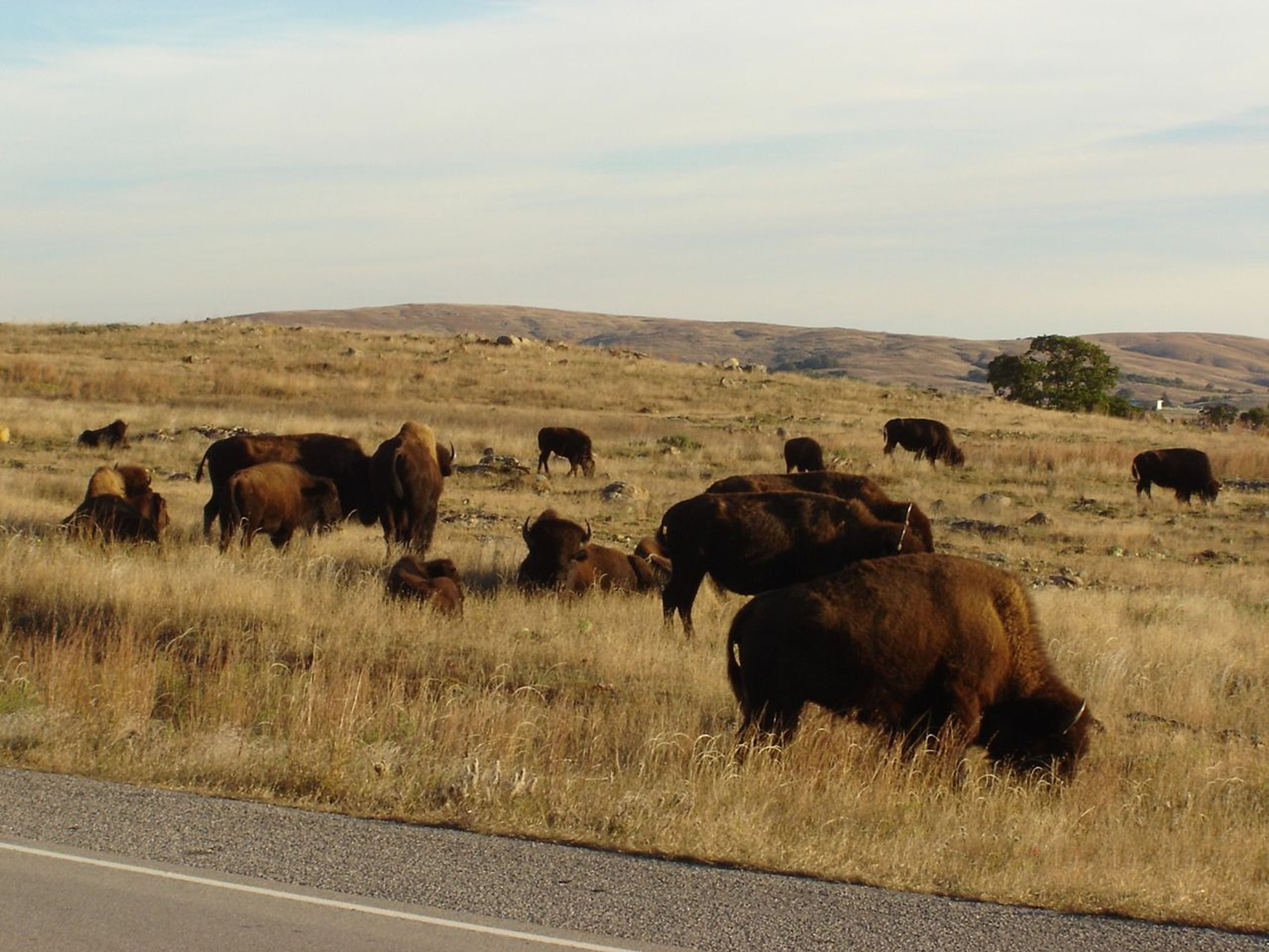 Bison grazing in the Wichita Mountains. Photo by Marelbu.