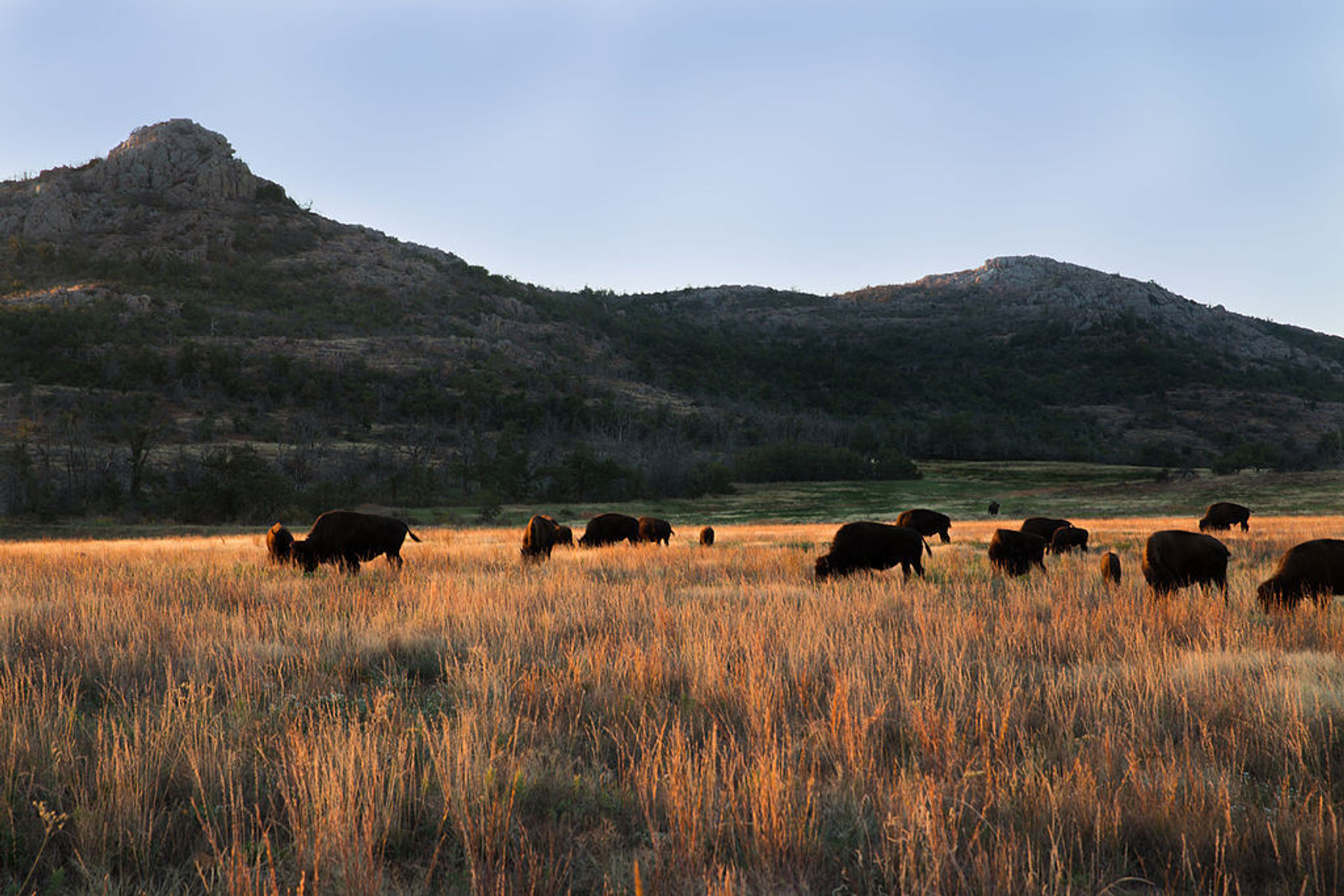 Bison grazing at sunrise in the Wichita Mountains . Photo by Larry Smith.