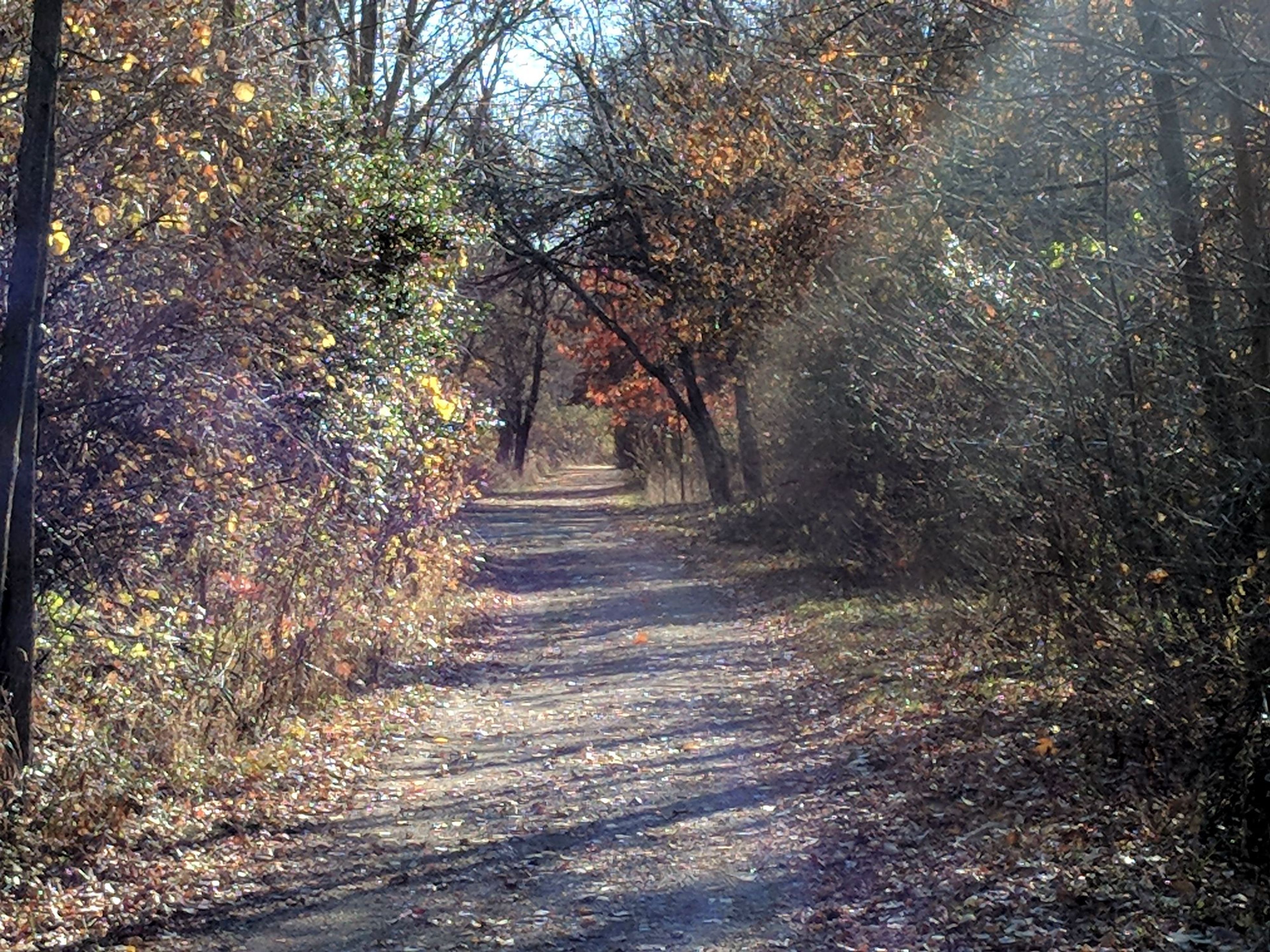 Trail to the east of the impoundment lake.  12-1-2017. Photo by Jim Walla.