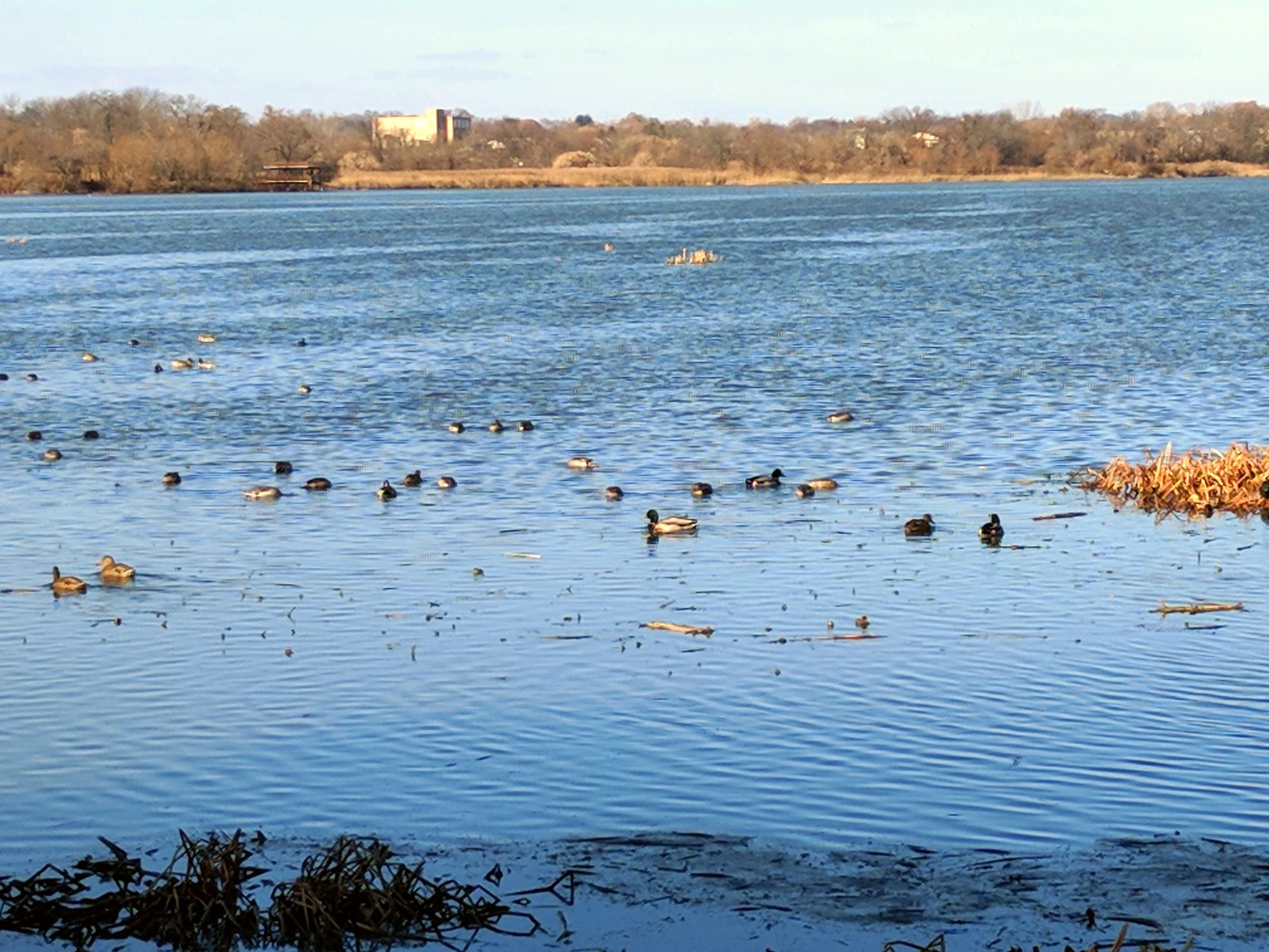 Waterfowl seen from the East Impoundment Trail.  12-1-2017. Photo by Jim Walla.