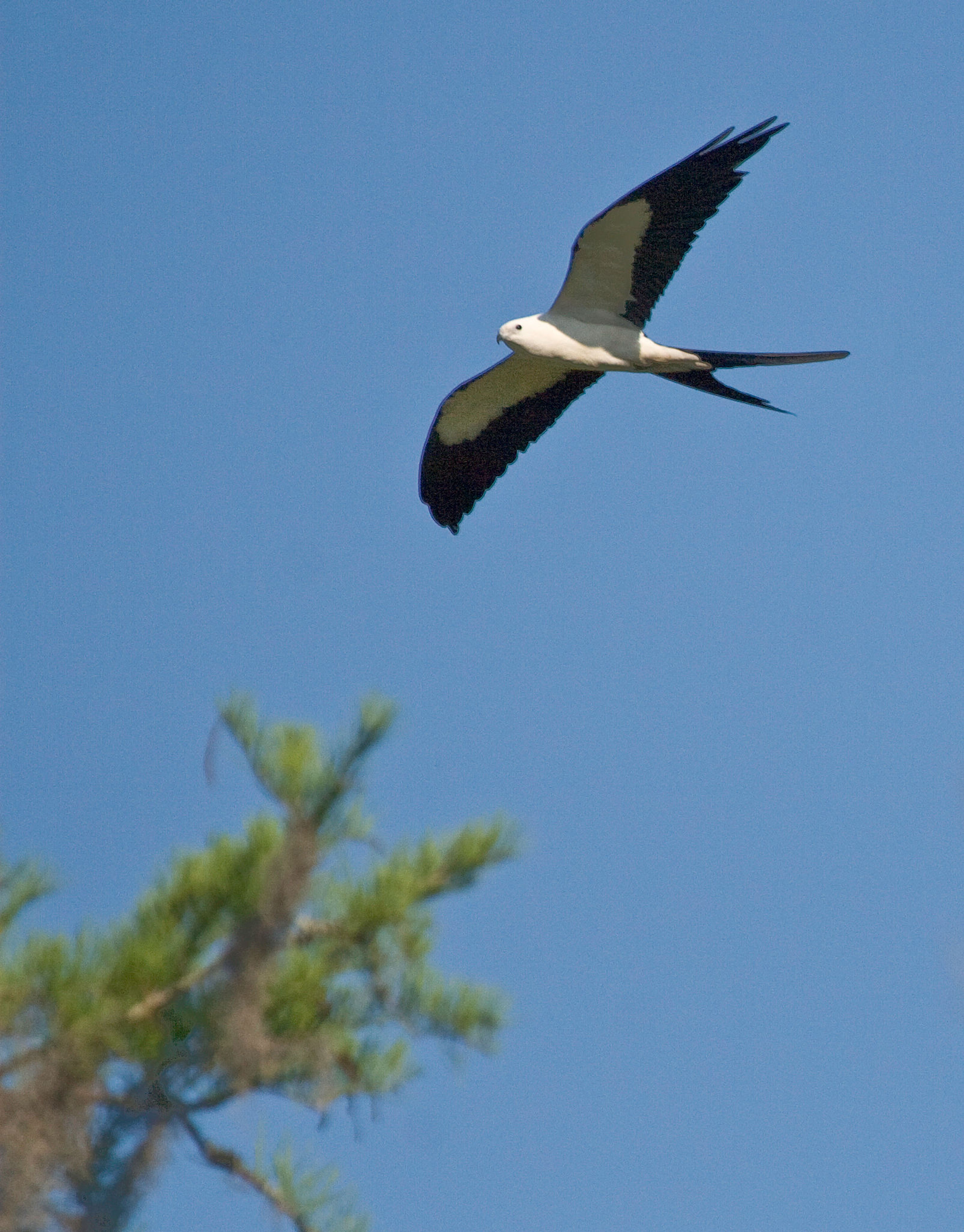 Swallowtail Kite over Econfina River