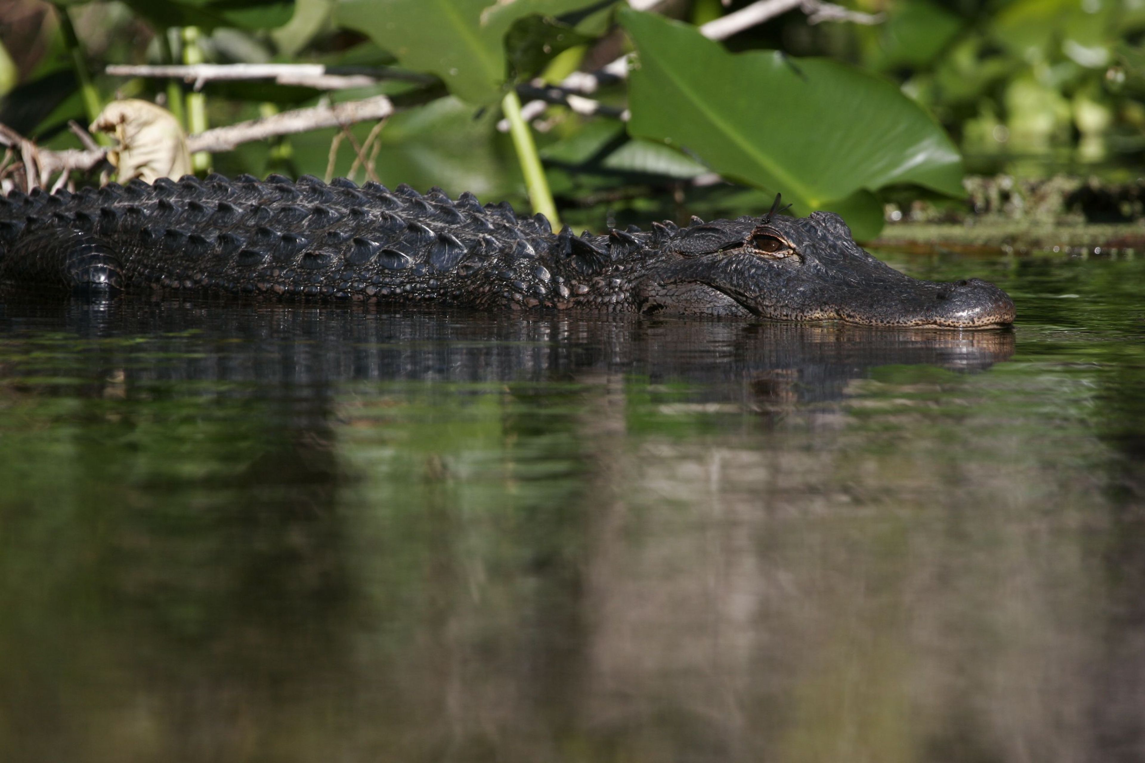 Alligator on the Econfina