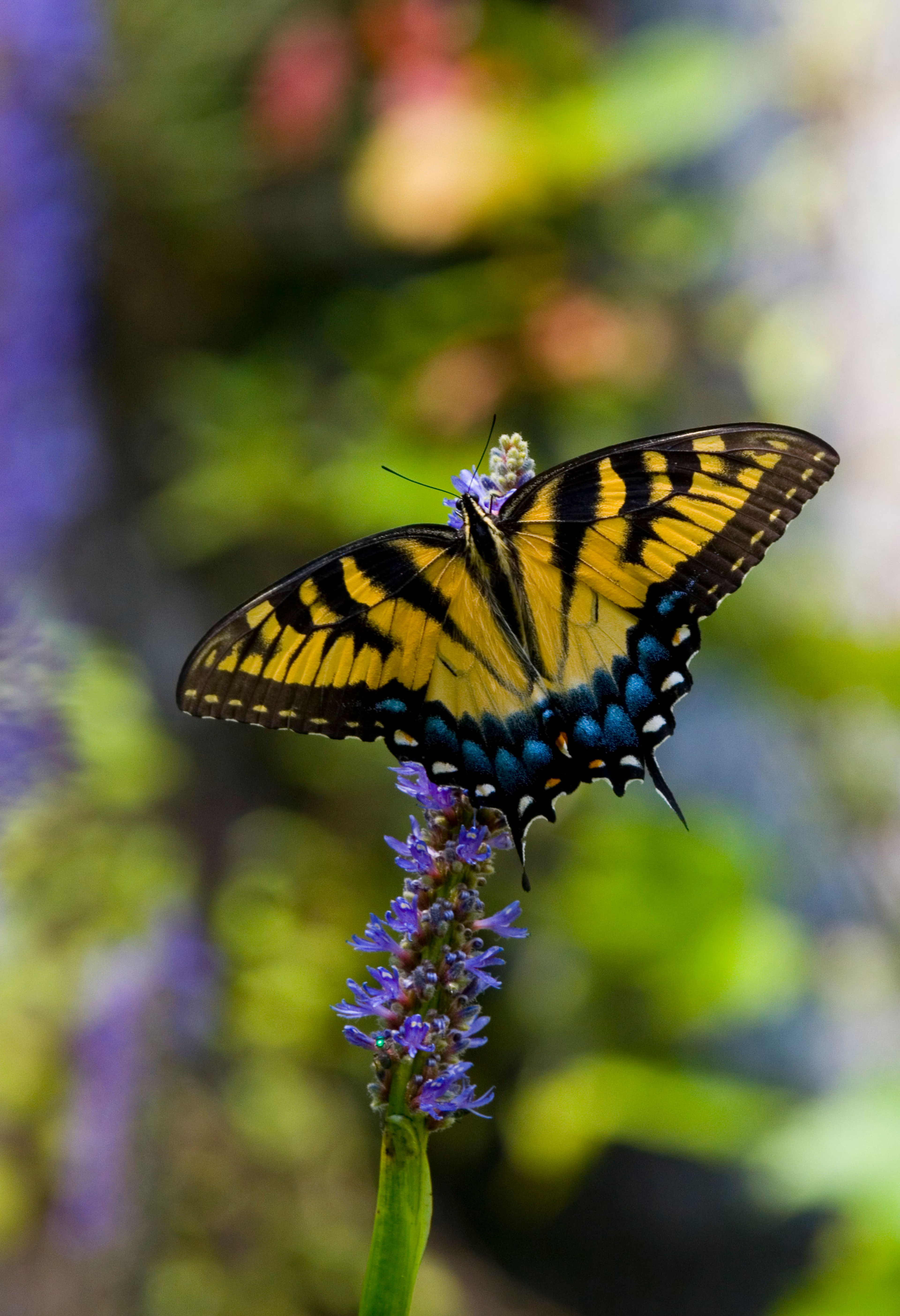 Colorful Eastern Tiger Swallowtail on Econfina