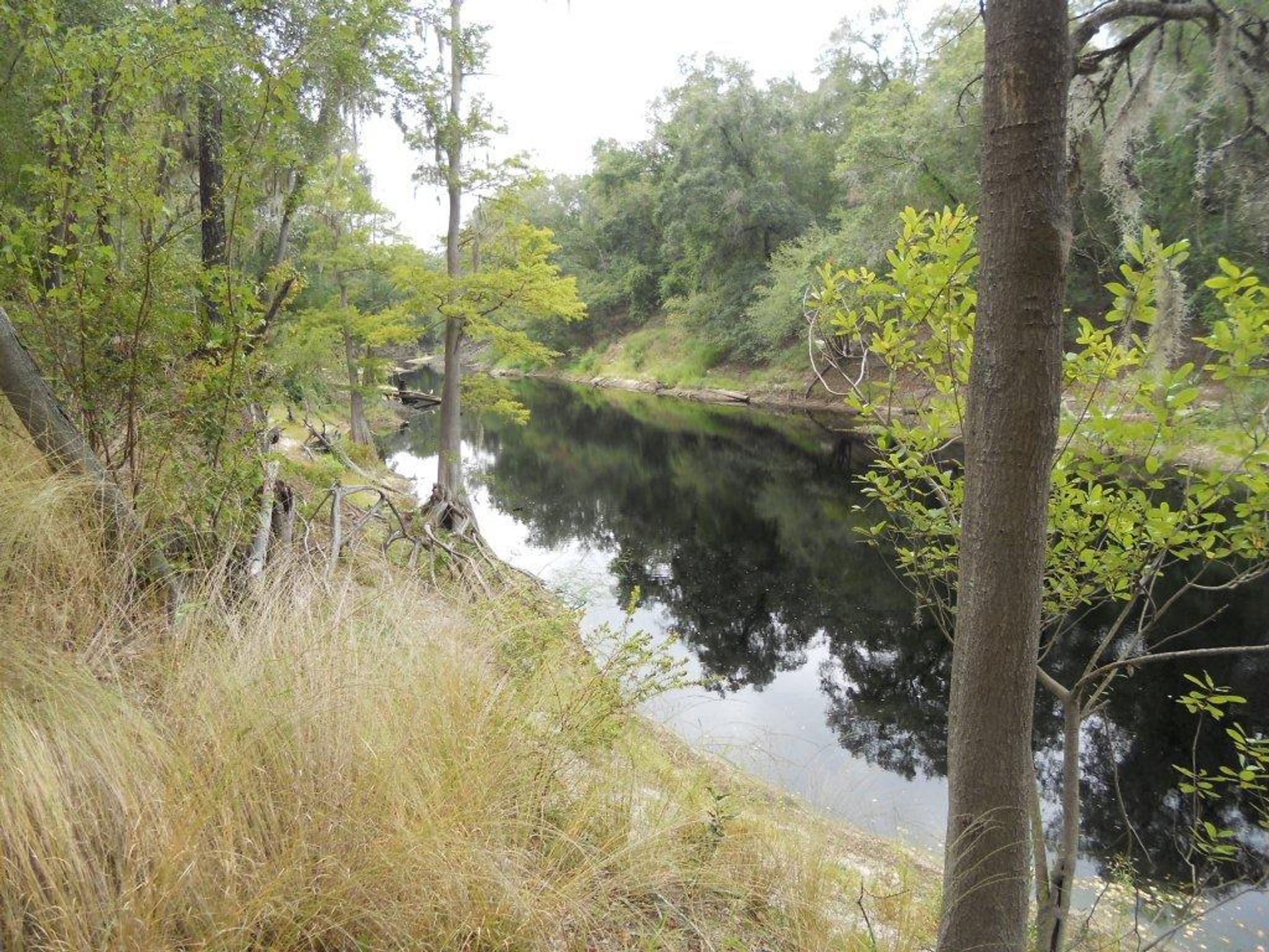 Suwannee River Overlook