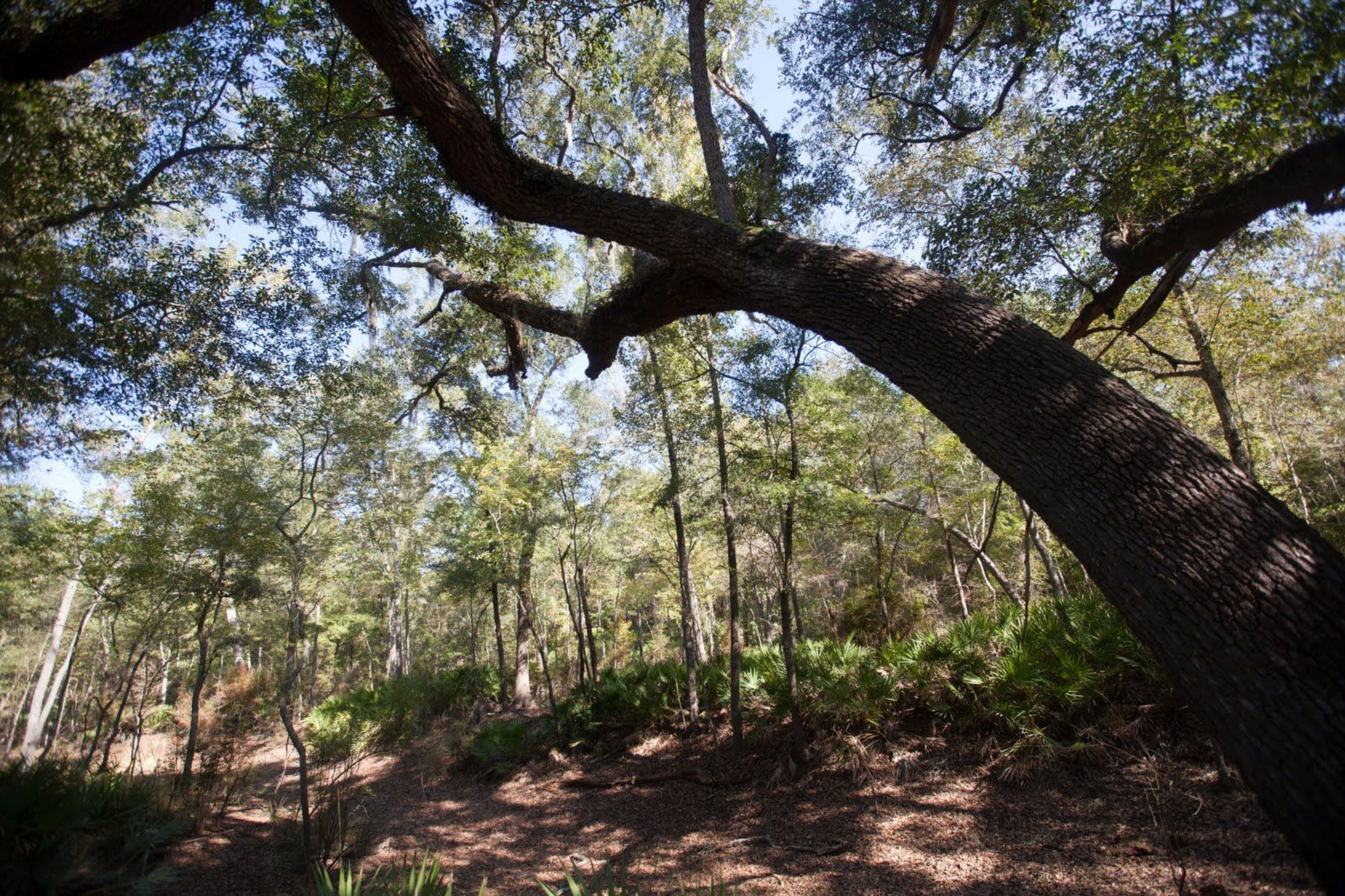 Live Oak and Palmettos