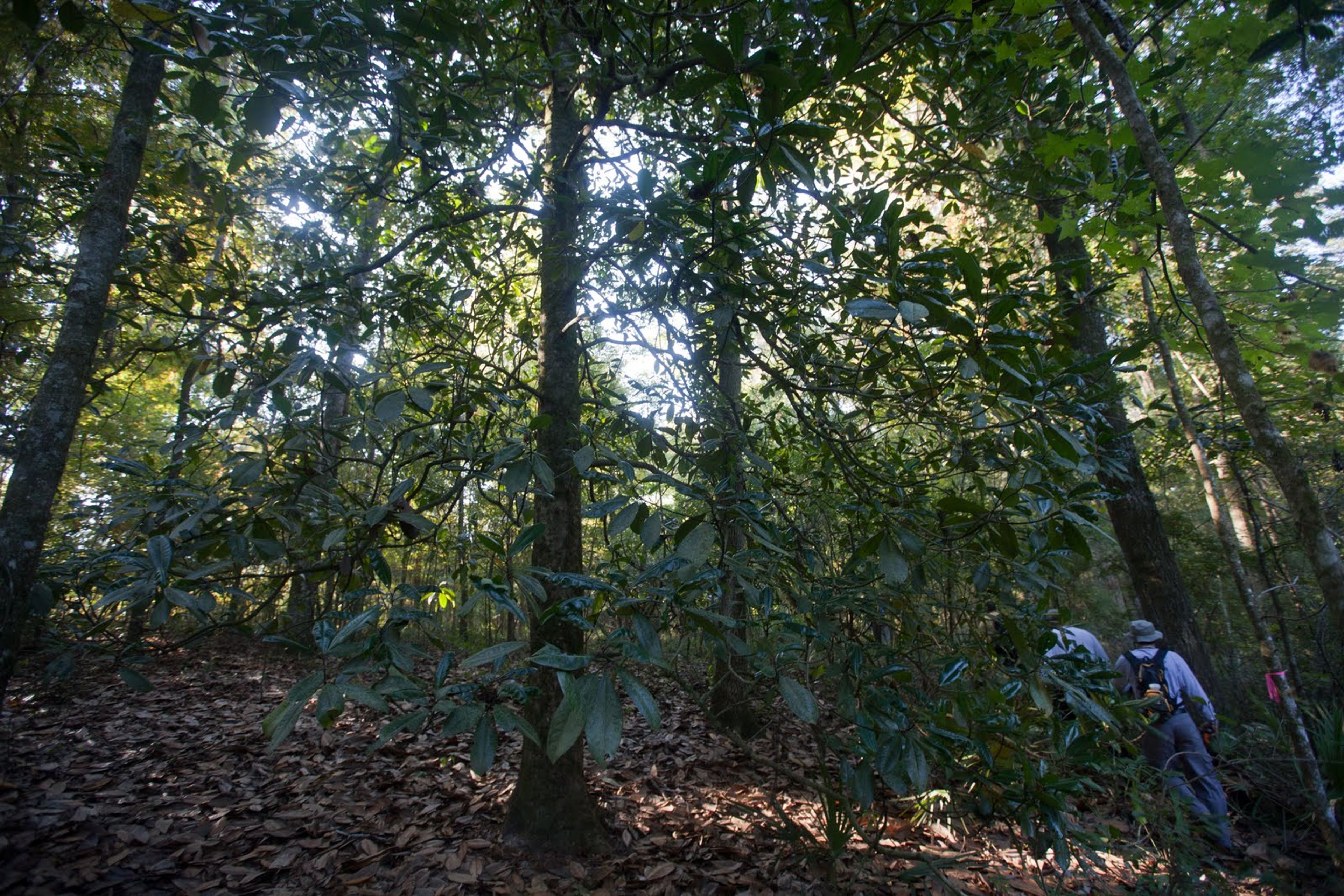 Magnolia trees.