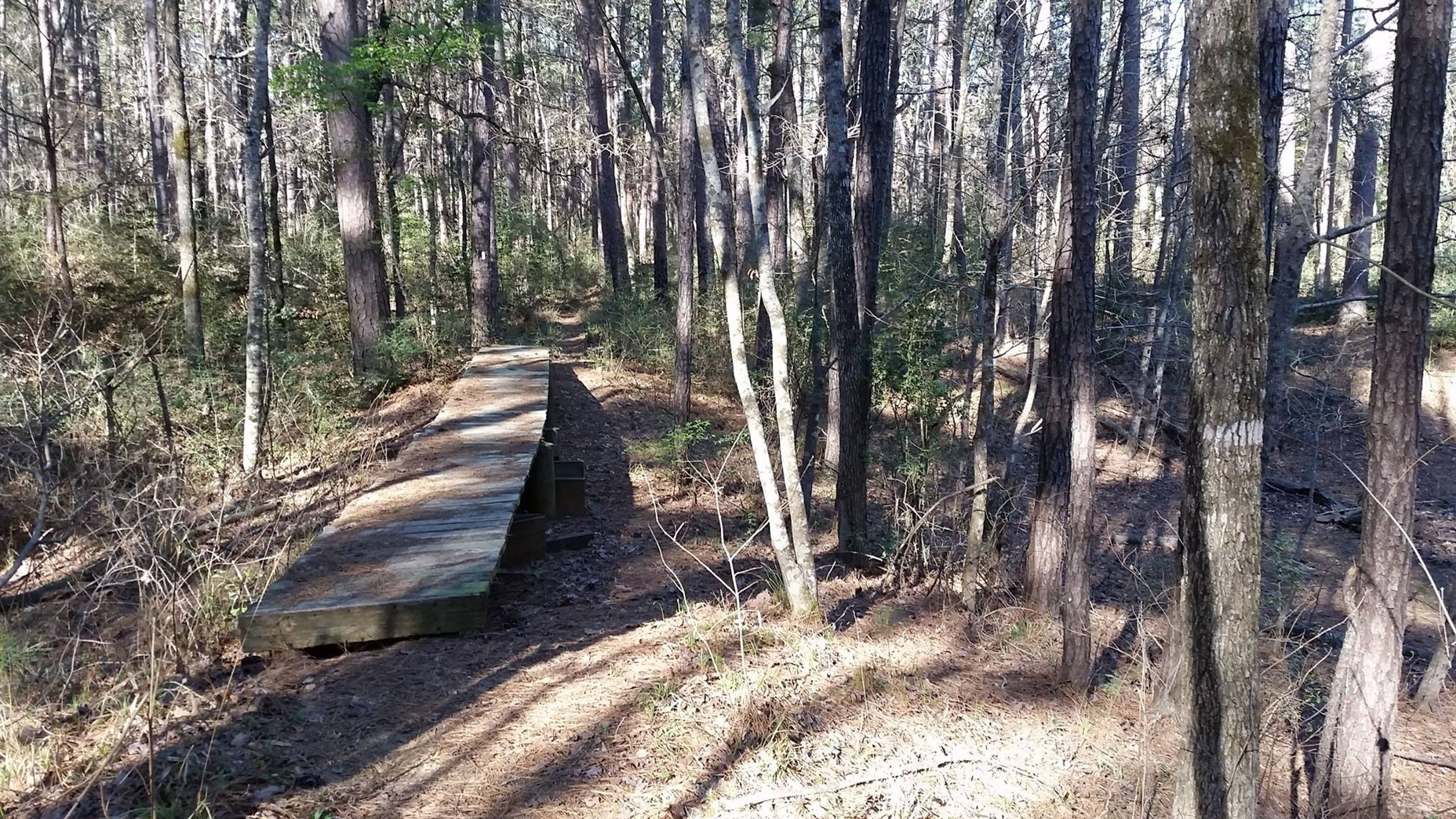 Footbridge over a small drainage. Photo by Todd Shelley.