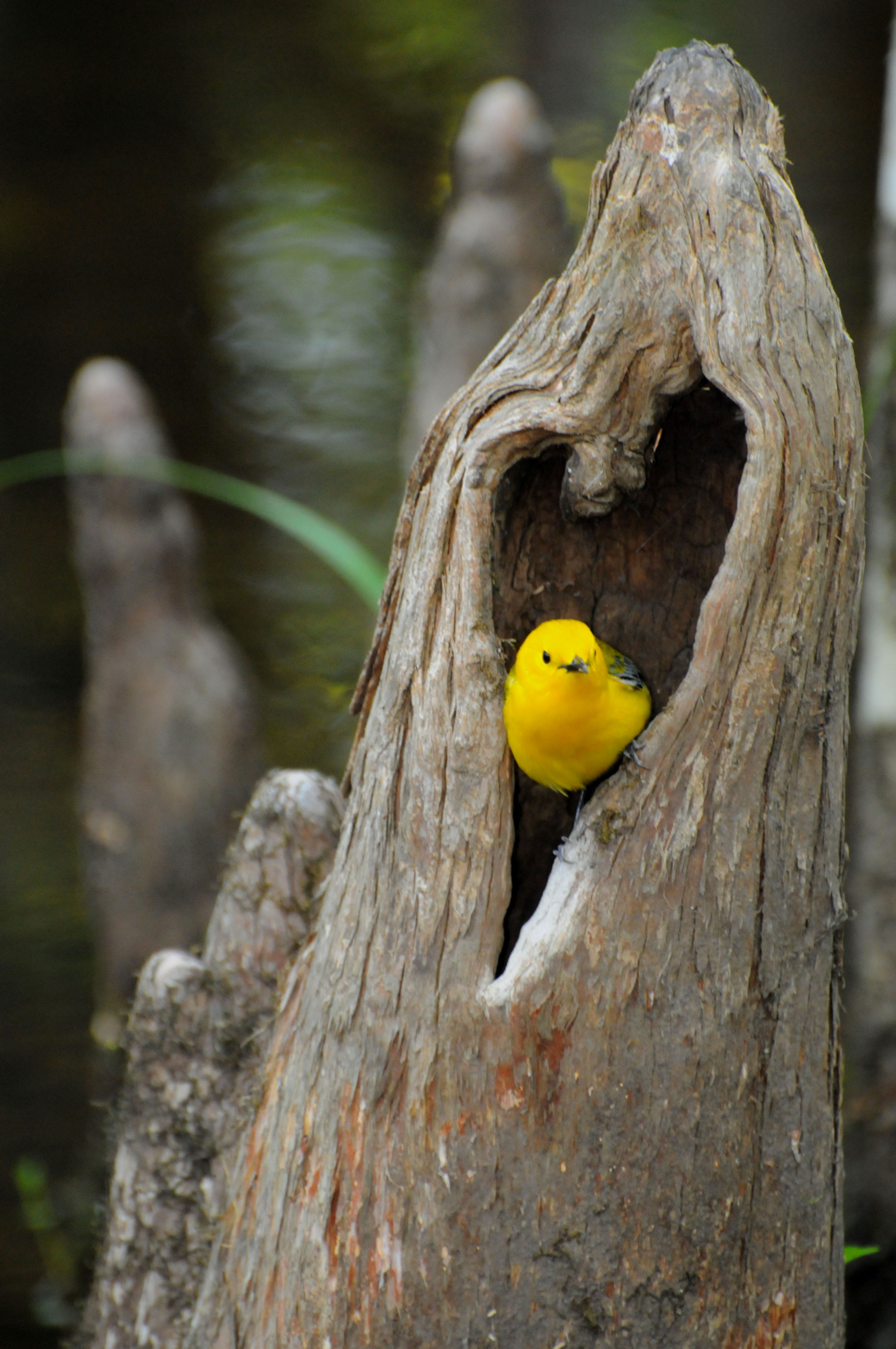 Prothonotary Warblers are the only cavity-nesting wood warblers in North America. Photo by Mark Musselman.