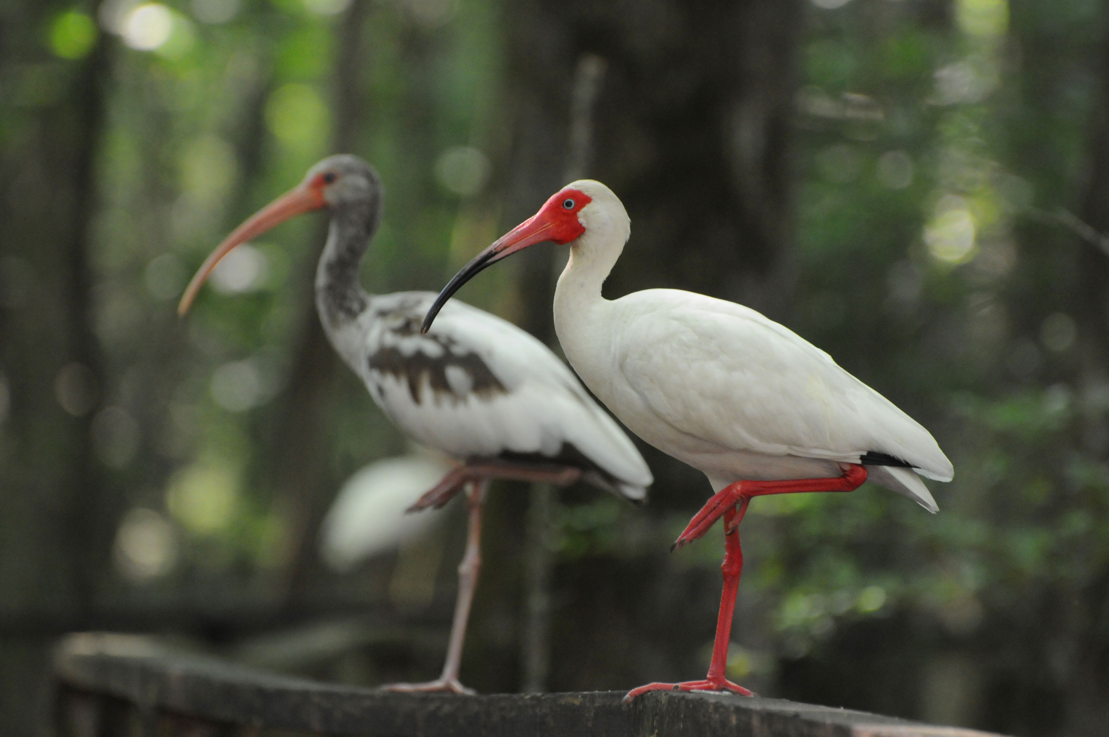 A White Ibis adult and juvenile resting on the boardwalk handrail. Photo by Mark Musselman.