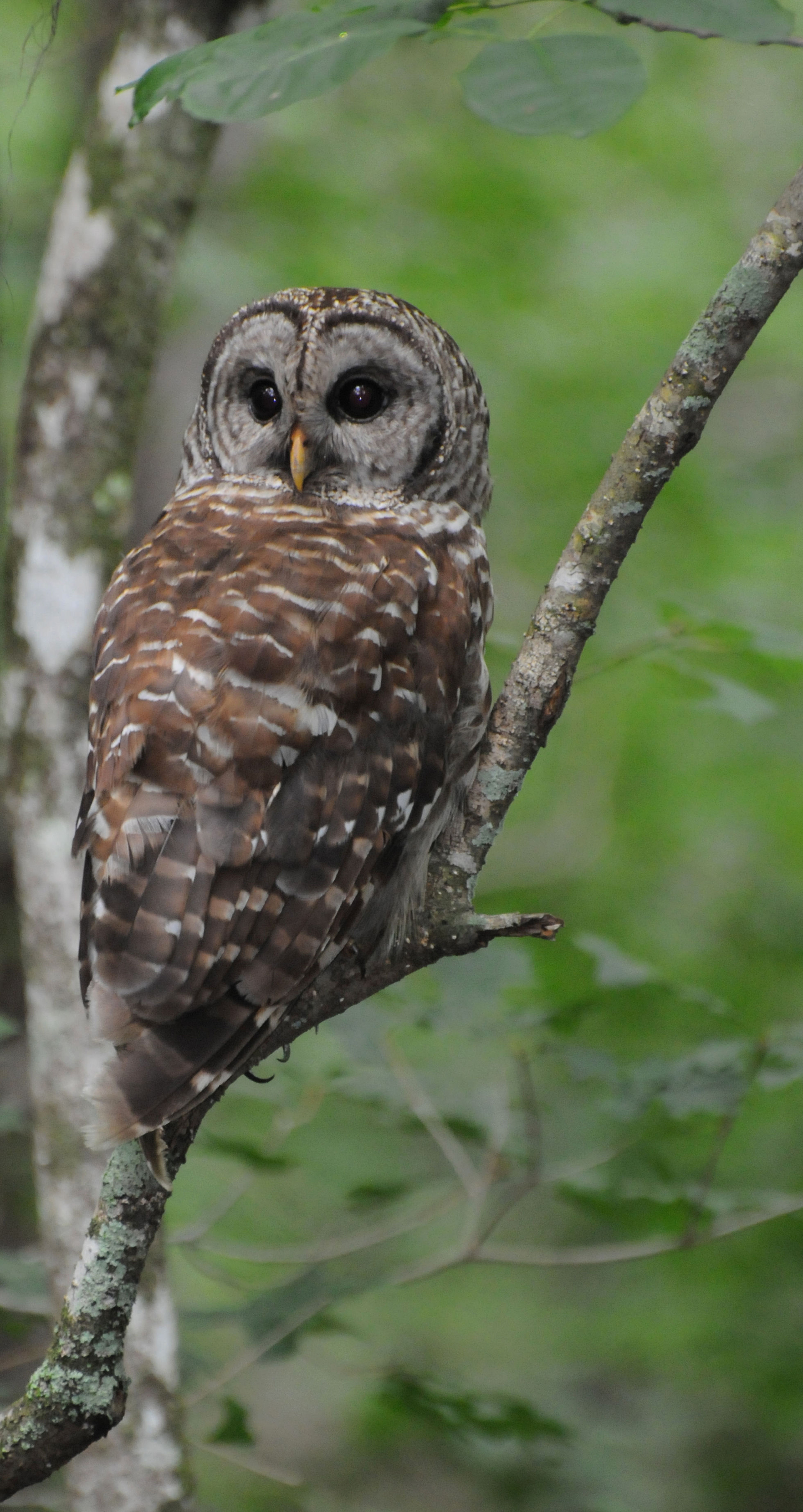 Barred Owl perched low over the swamp. Photo by Mark Musselman.